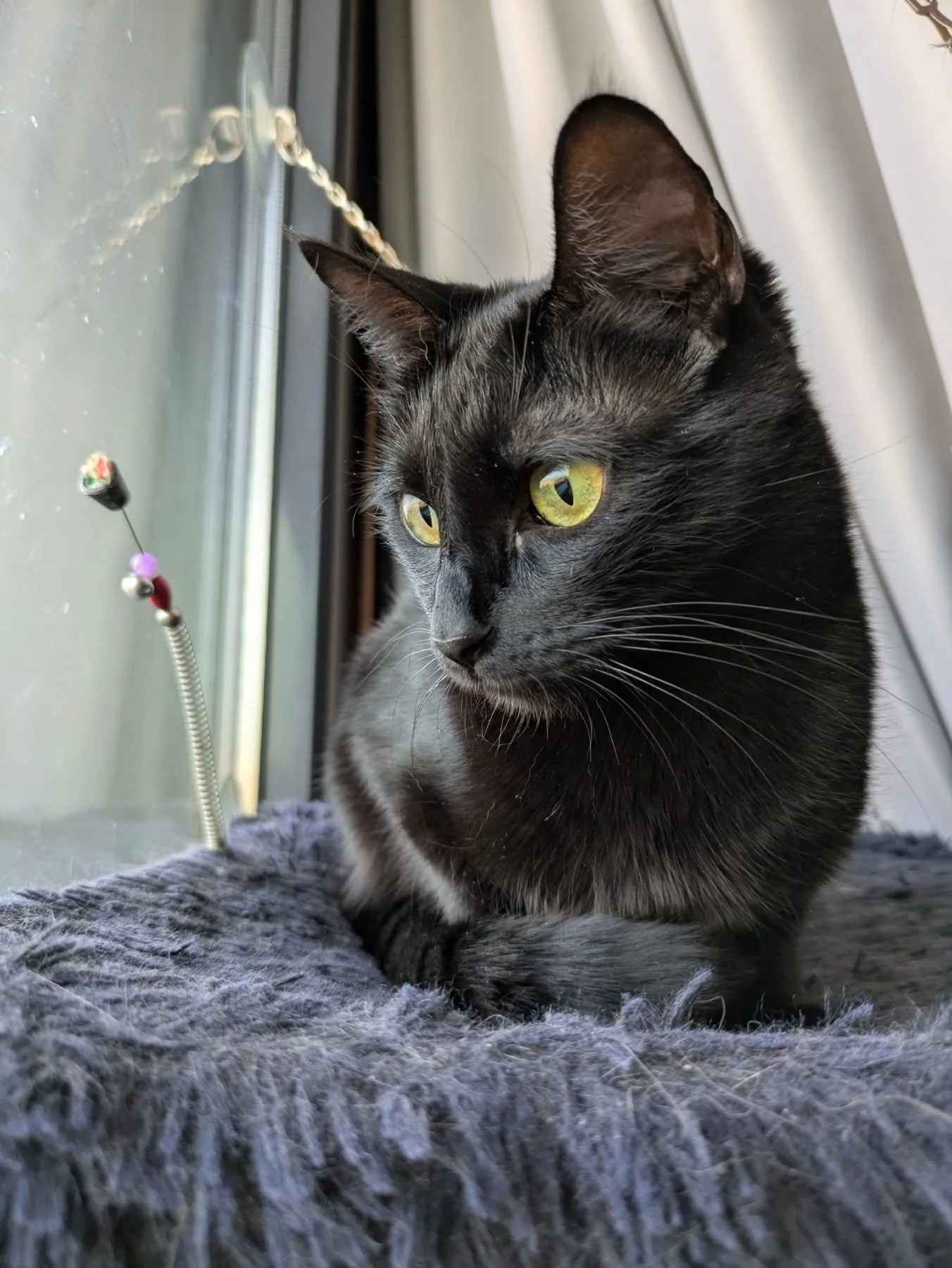 Si la perfección no existe creo que Alma está muy muy cerquita 😍😍
 #catsitter t#catsitterlife ttcatsittermadrid #gatos #cats #cat ttcangurogato #cangurogatos #canguromadrid tcangurogatosmadrid
#cangurodegatos #cangurodegatosmadrid #g