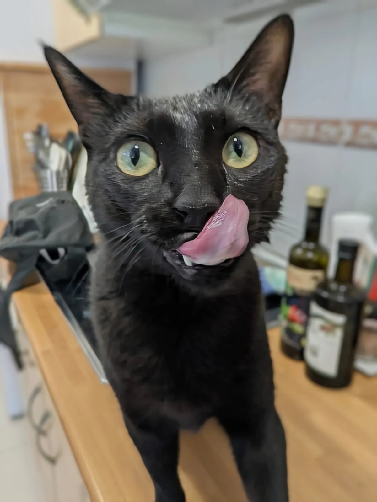 La de aventuras que hemos pasado estos d&iacute;as con Dal&iacute; y Mochi, estos dos hermanetes no dejan indiferente a nadie. 😸🥰😼

#catsitter #catsitterlife #catsittermadrid #gatos #cats #cat #cangurogato #cangurogatos #canguromadrid #cangurogato