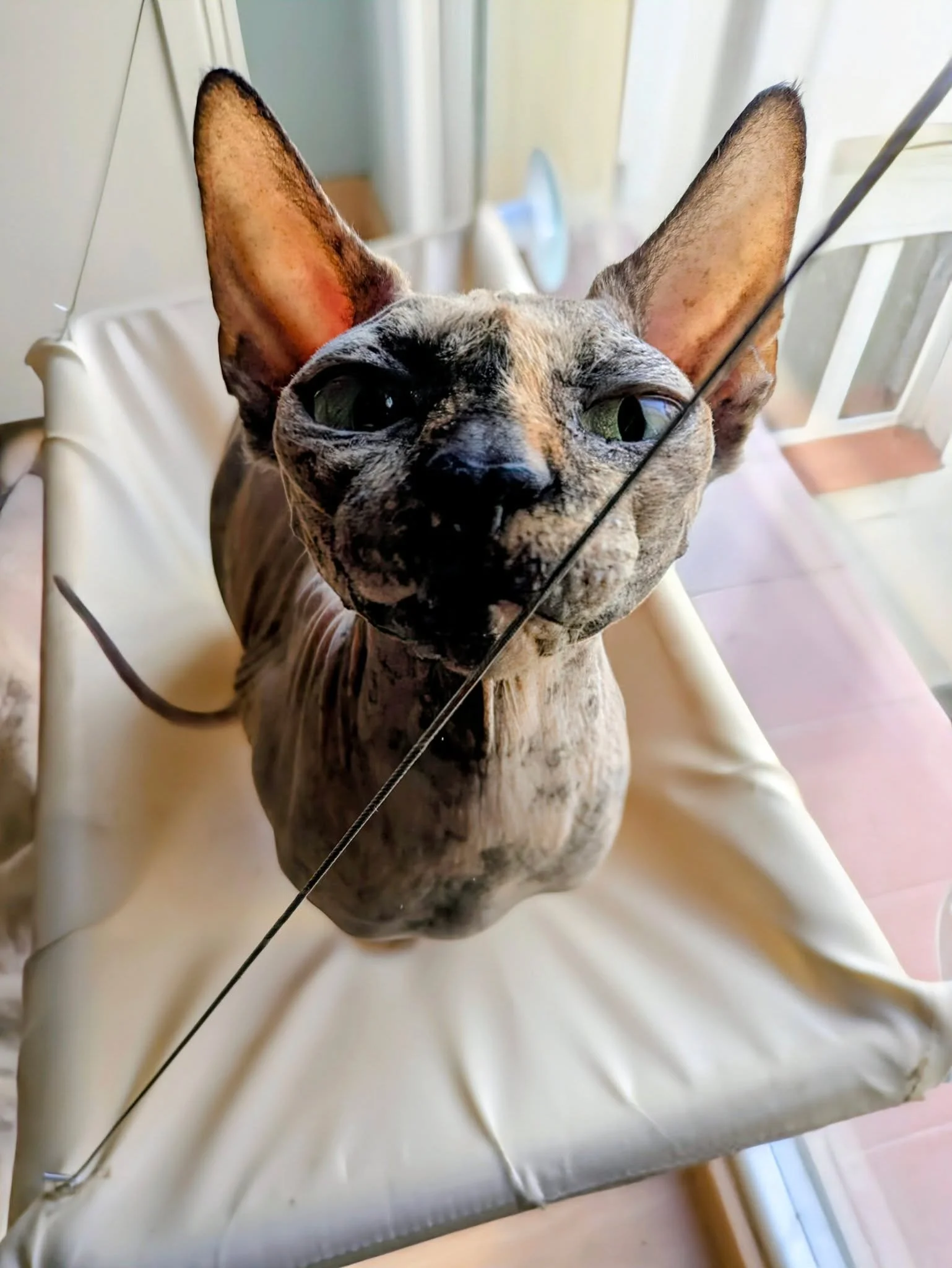 Happy Jana 🤭🤭

#catsitter #catsitterlife #catsittermadrid #gatos #cats #cat #cangurogato #cangurogatos #canguromadrid #cangurogatosmadrid
#cangurodegatos #cangurodegatosmadrid #gato #catlover #pets #pet #meow #kitten #catlovers