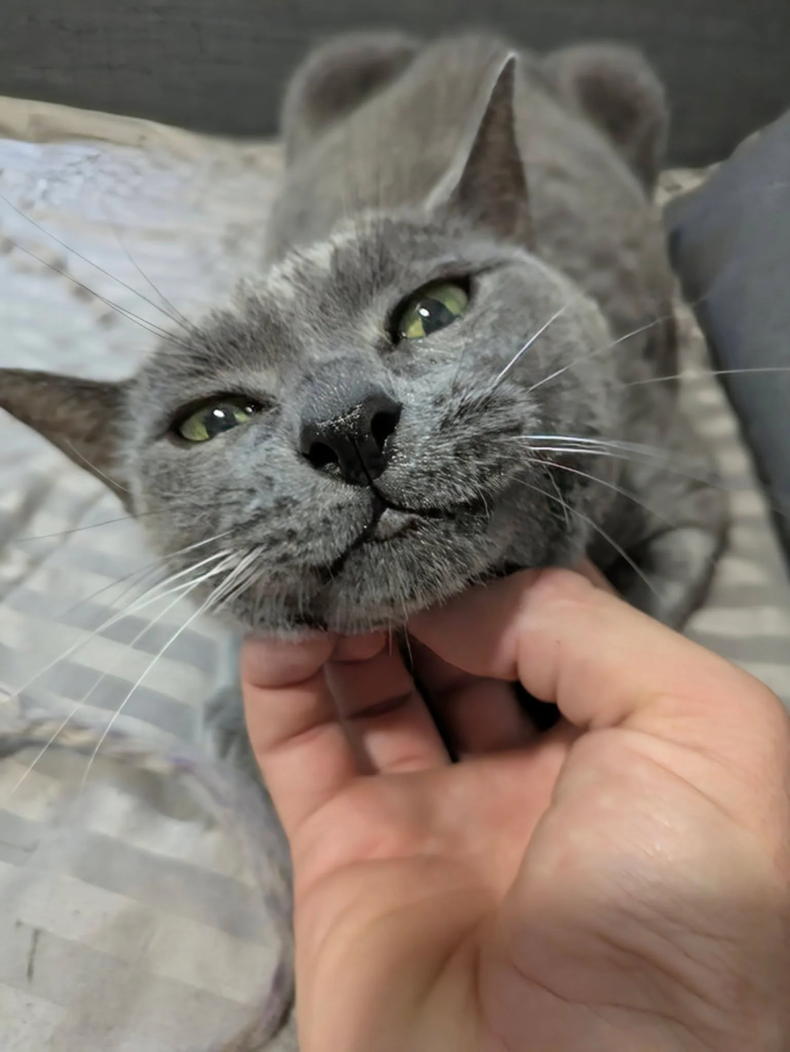 El otro d&iacute;a conoc&iacute; a Raya, una gatita que desp&uacute;es de un pasado horrible tuvo la suerte de encontrar un humano que la cuida y le da todo el amor que necesita.
Ahora Raya es la gatita m&aacute;s feliz de el mundo, igual que su huma