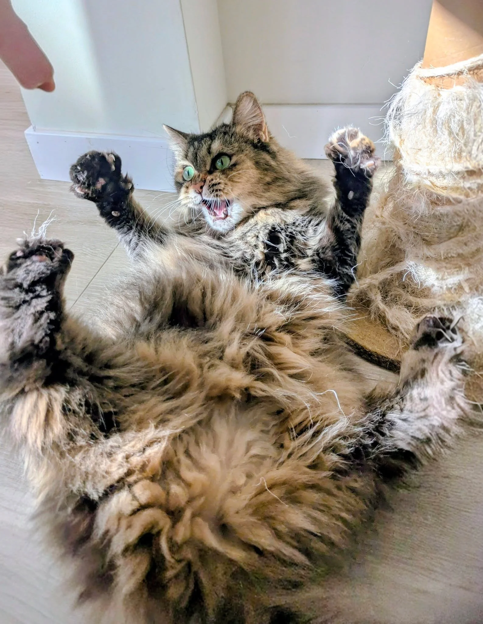 Cuando toca jugar, Gala no se anda con tonter&iacute;as 😼🔥

#catsitter #catsitterlife #catsittermadrid #gatos #cats #cat #cangurogato #cangurogatos #canguromadrid #cangurogatosmadrid
#cangurodegatos #cangurodegatosmadrid #gato #catlover #pets #pet 