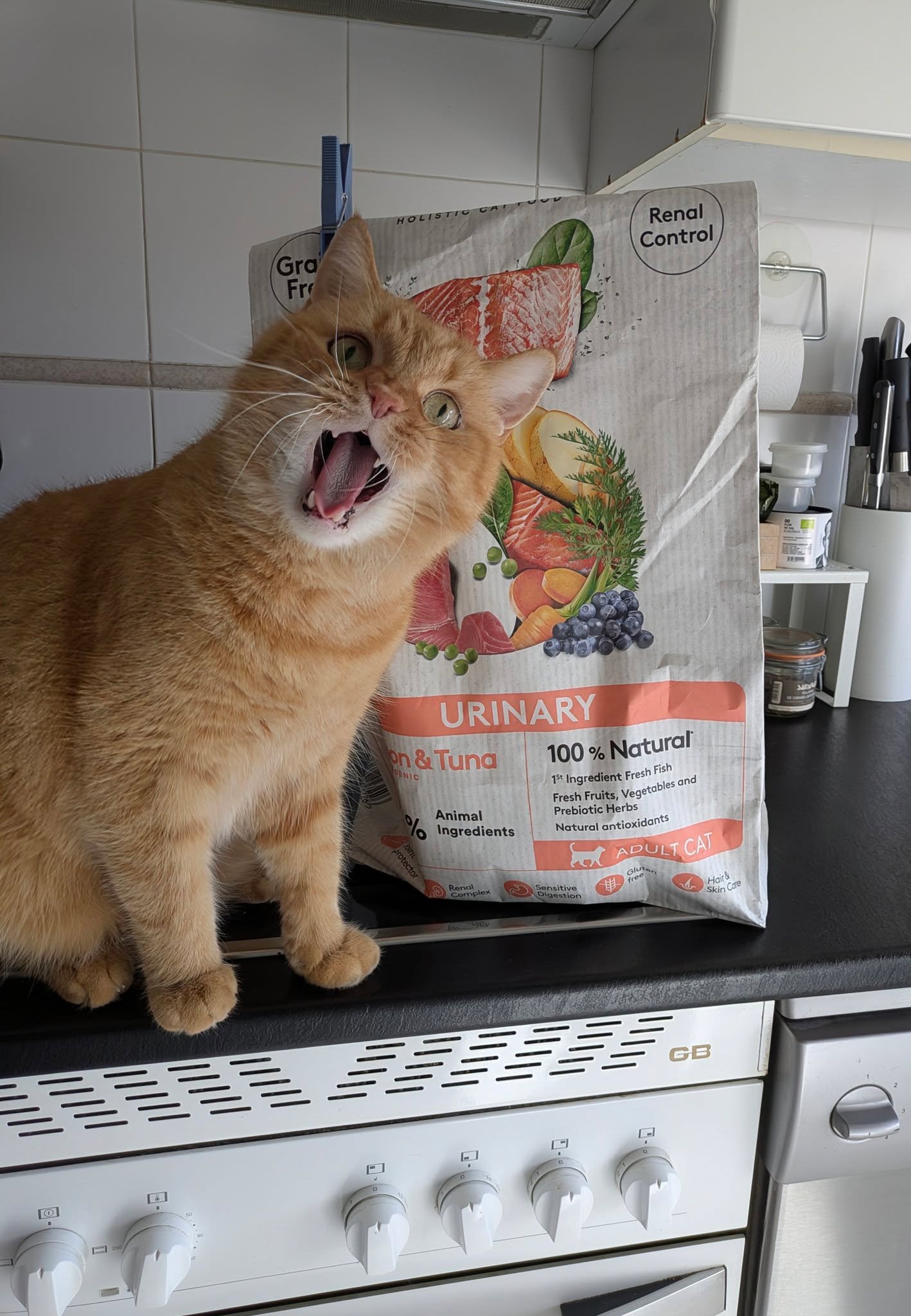 Con Mafi y Ulisses las visitas son non-stop, solo les falta hablar para darme indicaciones concretas de d&oacute;nde y como quieren jugar. 😸🔥 😻

#catsitter #catsitterlife #catsittermadrid #gatos #cats #cat #cangurogato #cangurogatos #canguromadrid