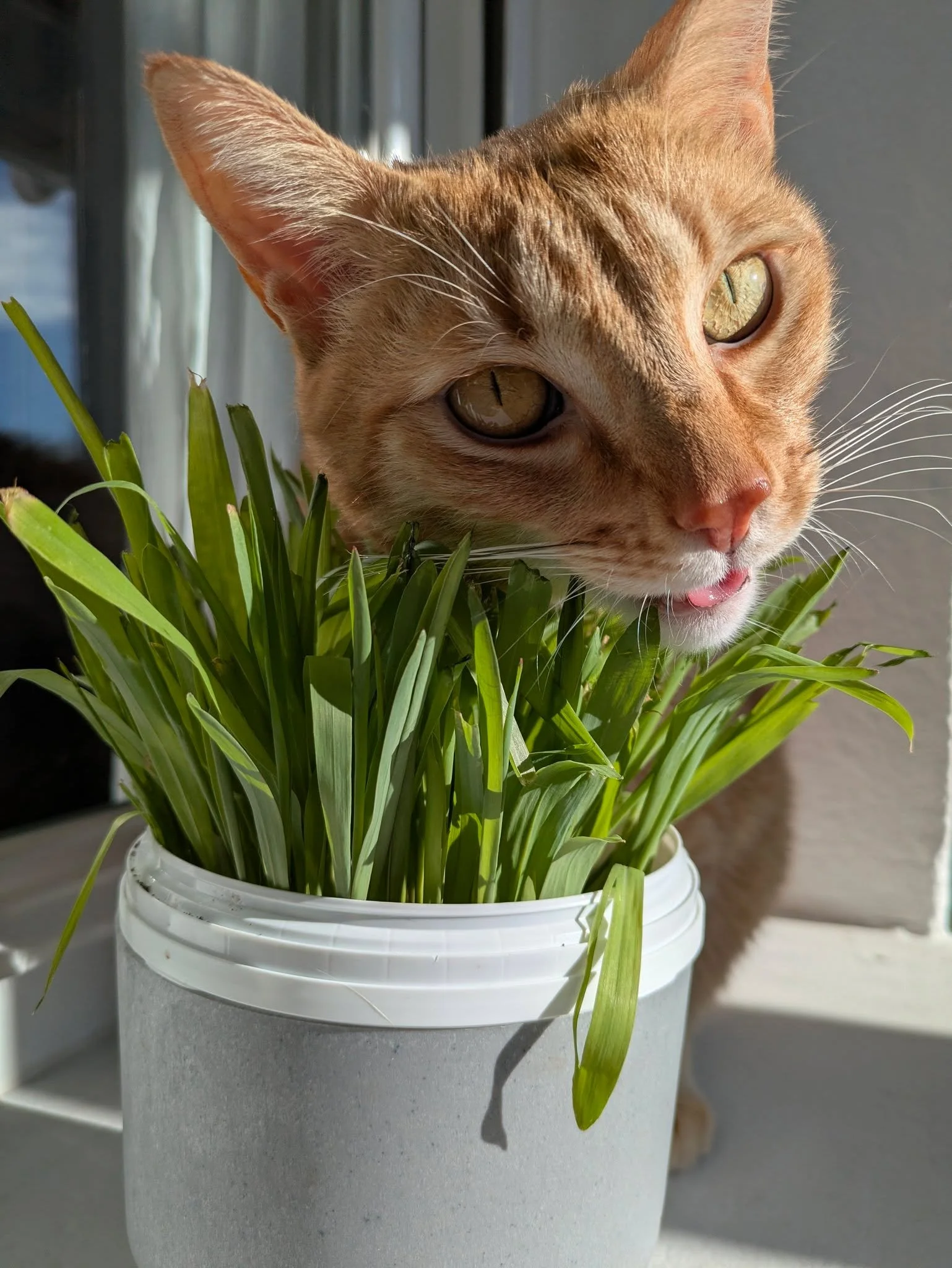 Raja tiene las cosas claras pero una vez entras en su mundo, ya no quieres salir de &eacute;l.💜🤝💜

#catsitter #catsitterlife #catsittermadrid #gatos #cats #cat #cangurogato #cangurogatos #canguromadrid #cangurogatosmadrid
#cangurodegatos #cangurod