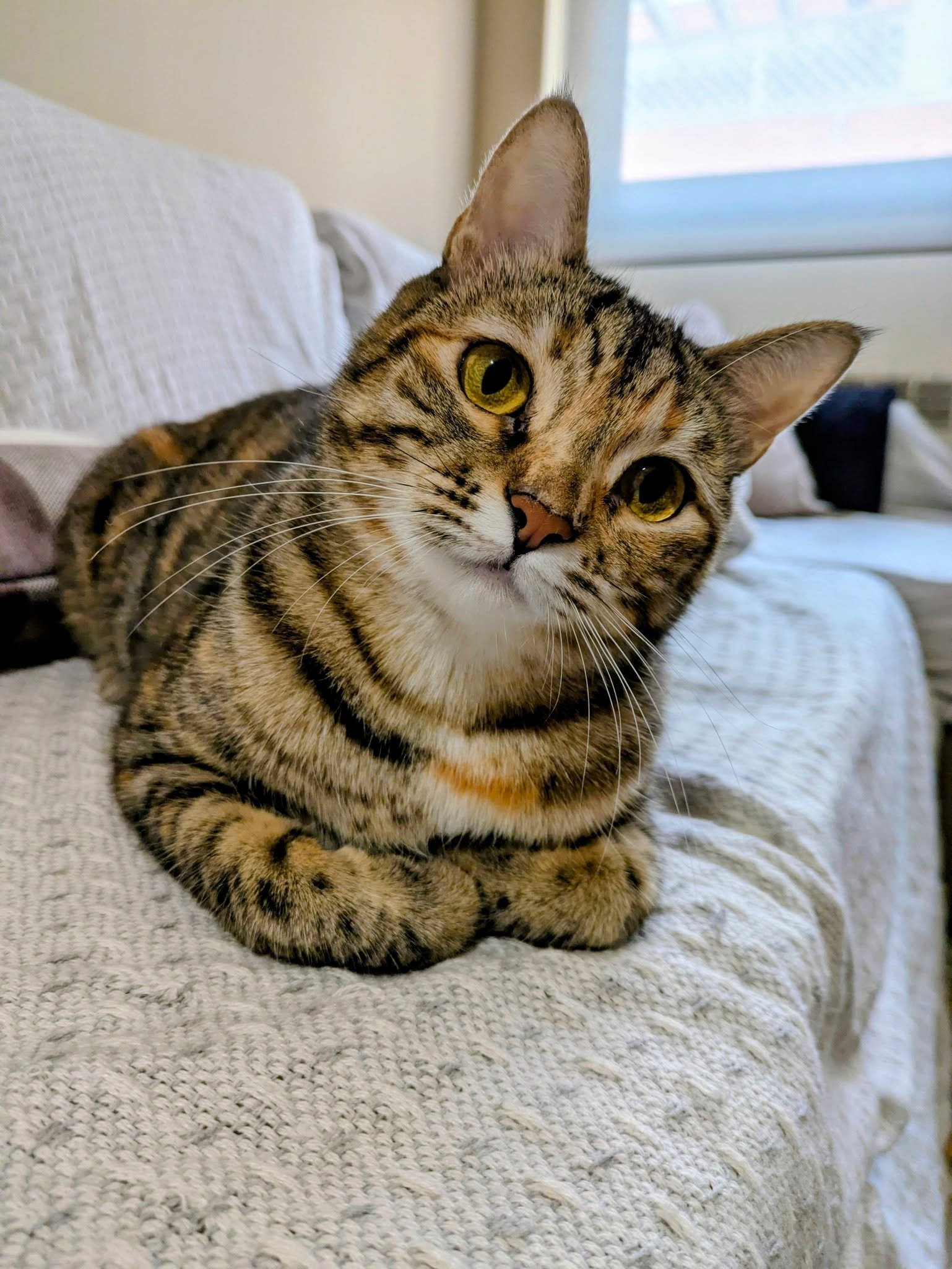 Estas dos hermanitas, Syrah y Nala, deben haber robado la felicidad de alguien 😂💜🥹

#catsitter #catsitterlife #catsittermadrid #gatos #cats #cat #cangurogato #cangurogatos #canguromadrid #cangurogatosmadrid
#cangurodegatos #cangurodegatosmadrid #g
