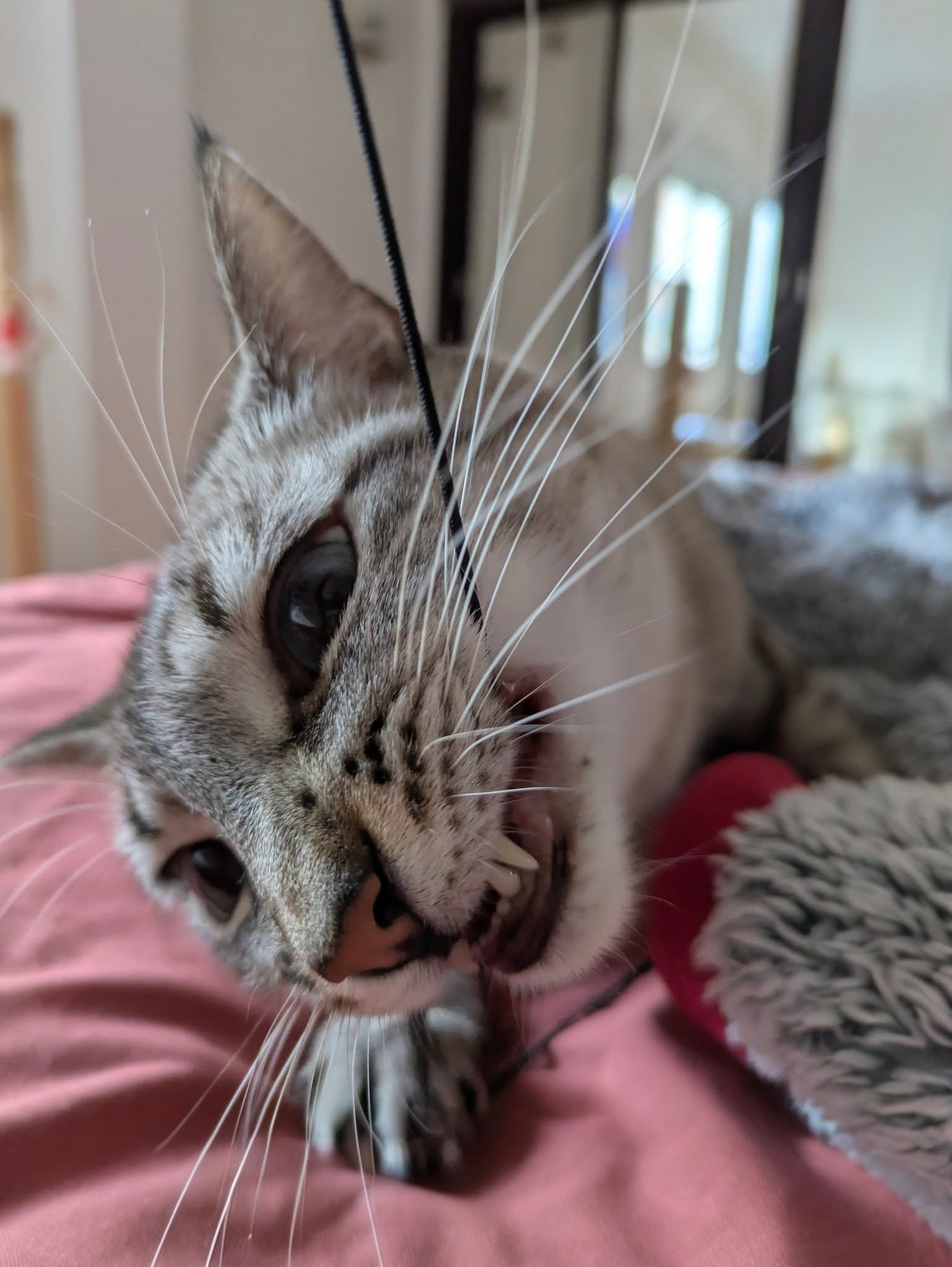 Ginger y Flechi son dos terremotos incansables. Cada vez que me invitan a su casa me ense&ntilde;an alguna pirueta nueva, jijijiji. Se nota que la humana que vive con ellas les da todo lo que necesitan y m&aacute;s, porque da gusto ver lo felices que