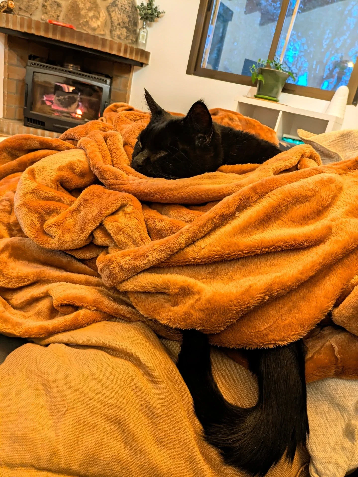 Al mal tiempo, buena manta 😸😸

#catsitter #catsitterlife #catsittermadrid #gatos #cats #cat #cangurogato #cangurogatos #canguromadrid #cangurogatosmadrid
#cangurodegatos #cangurodegatosmadrid #gato #catlover #pets #pet #meow #kitten #catlovers