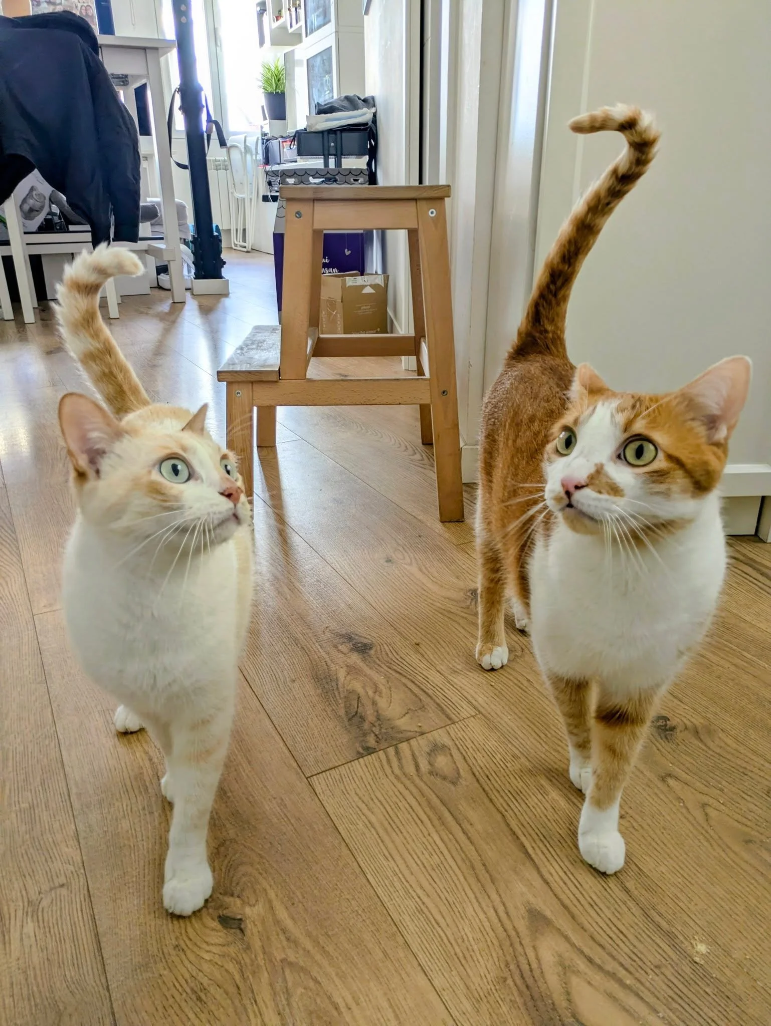 Vaya par de granujas que est&aacute;n hechos Cacahuete y Lim&oacute;n, da gusto compartir el equilibrio y harmonia que se respira en su casa 💜💜

#catsitter #catsitterlife #catsittermadrid #gatos #cats #cat #cangurogato #cangurogatos #canguromadrid 