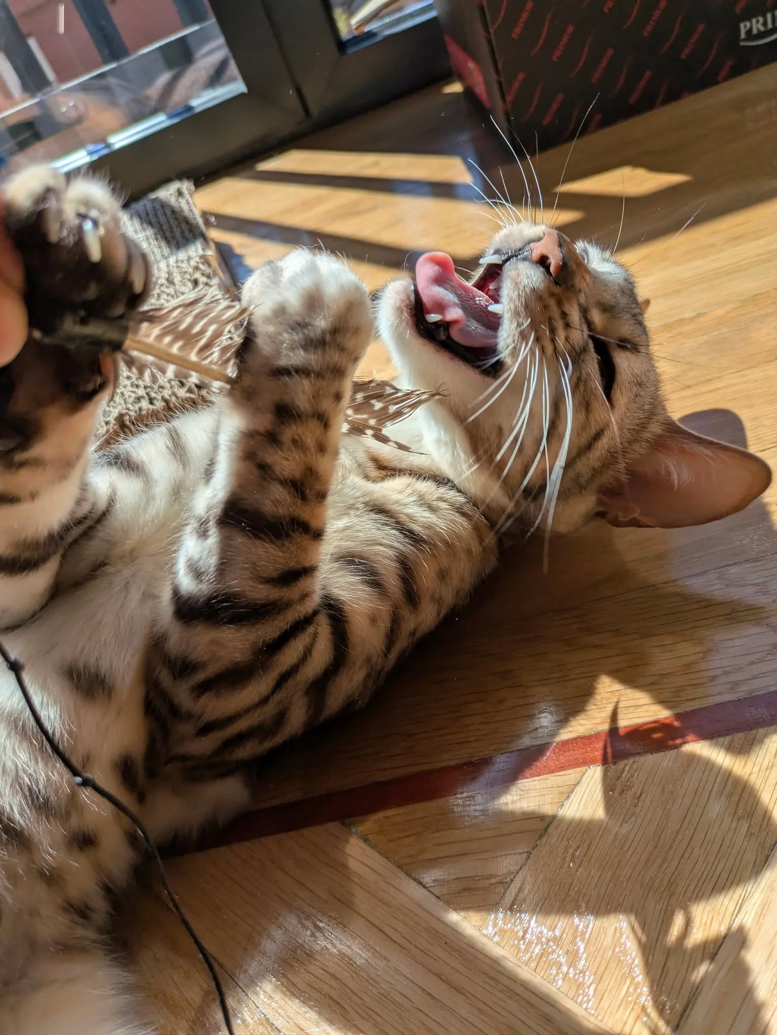 Cuando cuidas a alguien en su casa, te conviertes en parte de su familia y as&iacute; me lo demuestran Pi&ntilde;a y Linu,
Siempre es un gustazo venir a ver a estos dos granujillas 💜💜🤗

#catsitter #catsitterlife #catsittermadrid #gatos #cats #cat 
