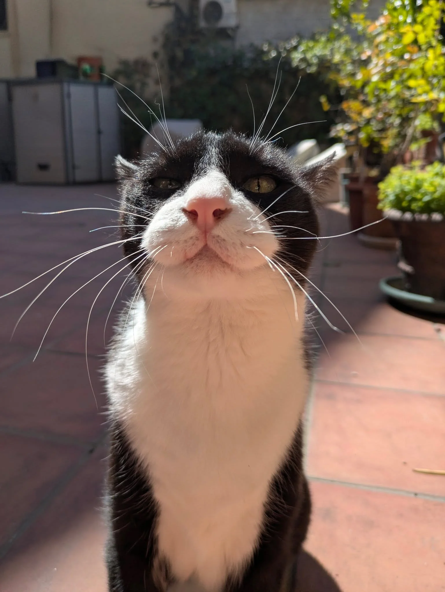 Pigno me estuvo contando que se cambi&oacute; de casa y ahora tiene terraza. 
Creo que su cara lo dice todo. 😙😻

#catsitter #catsitterlife #catsittermadrid #gatos #cats #cat #cangurogato #cangurogatos #canguromadrid #cangurogatosmadrid
#cangurodega