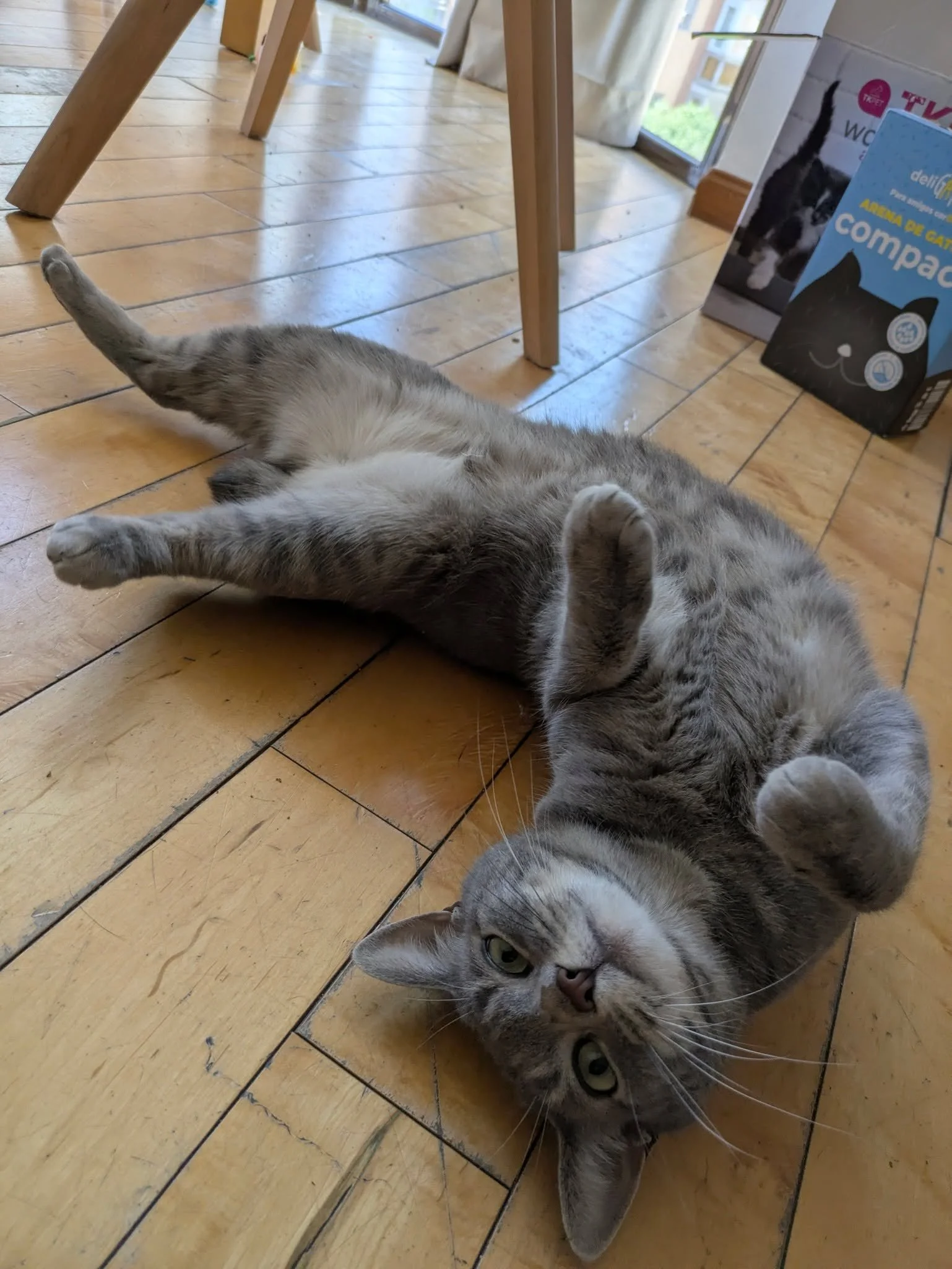 Cuando se trata de hacer la croqueta, Melona no tiene rival. 🥰🤗

#catsitter #catsitterlife #catsittermadrid #gatos #cats #cat #cangurogato #cangurogatos #canguromadrid #cangurogatosmadrid
#cangurodegatos #cangurodegatosmadrid #gato #catlover #pets 