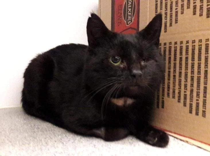 Gato negro acostado en el suelo junto a una caja de cartón.