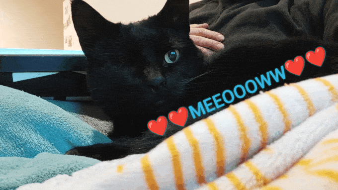 Gato negro con ojos azules acostado en los brazos de una persona, con texto 'MEEOOOW' y corazones rojos.