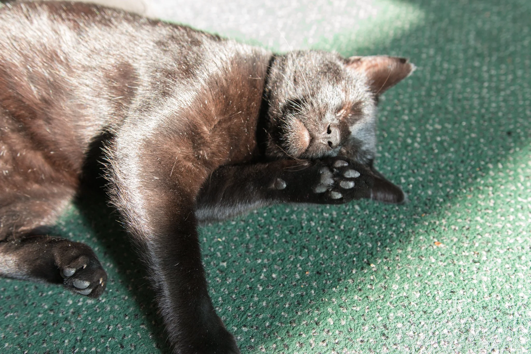 Gato negro durmiendo en una alfombra verde