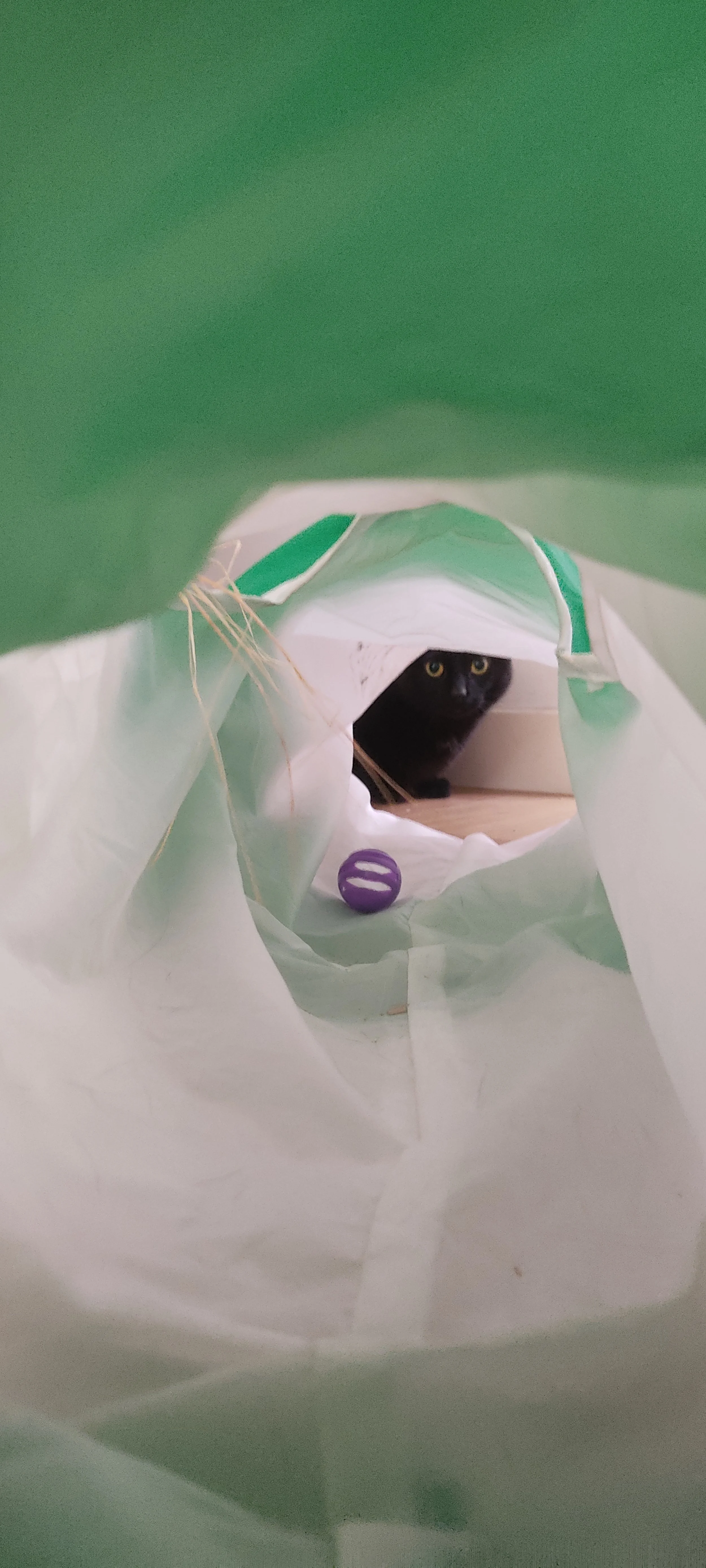 Gato negro oculto dentro de una bolsa de papel, con un juguete morado en el suelo.