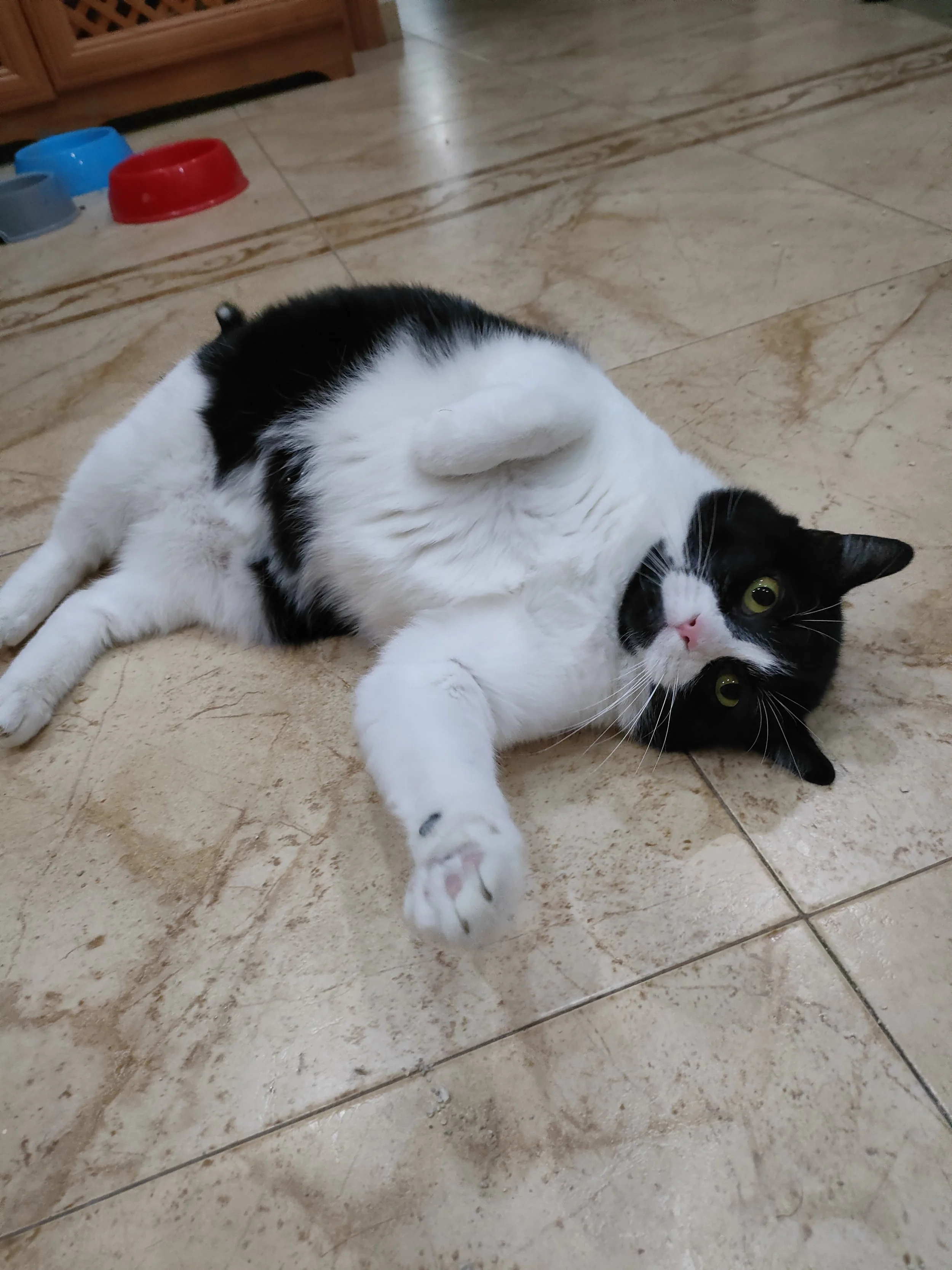 Gato acostado en el piso con patas levantadas, color negro y blanco, ojos verdes, en un ambiente interior con suelo de baldosas y comederos en el fondo.