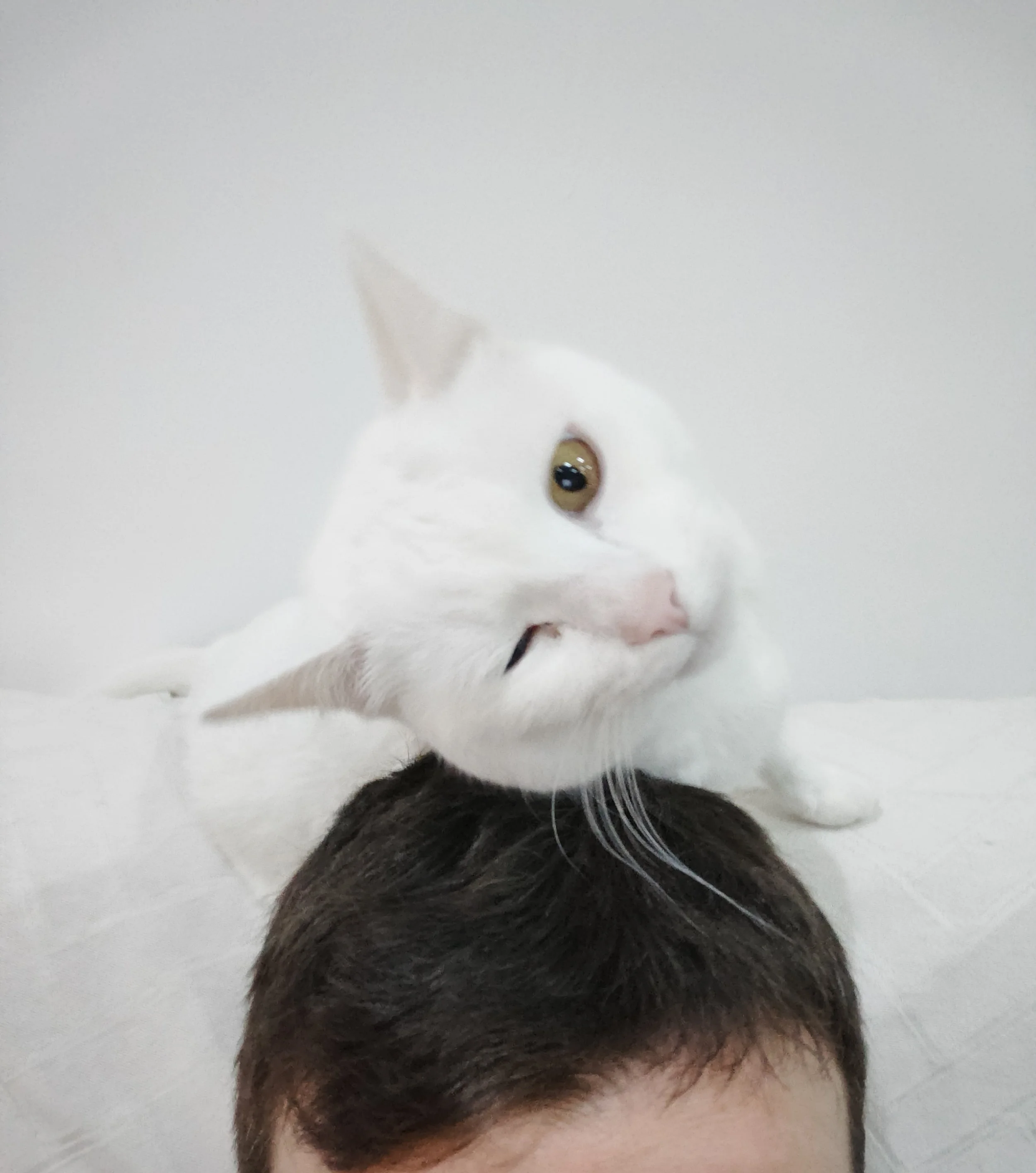 Gato blanco con un ojo dorado y uno verde sobre la cabeza de una persona con cabello castaño oscuro frente a una pared blanca.