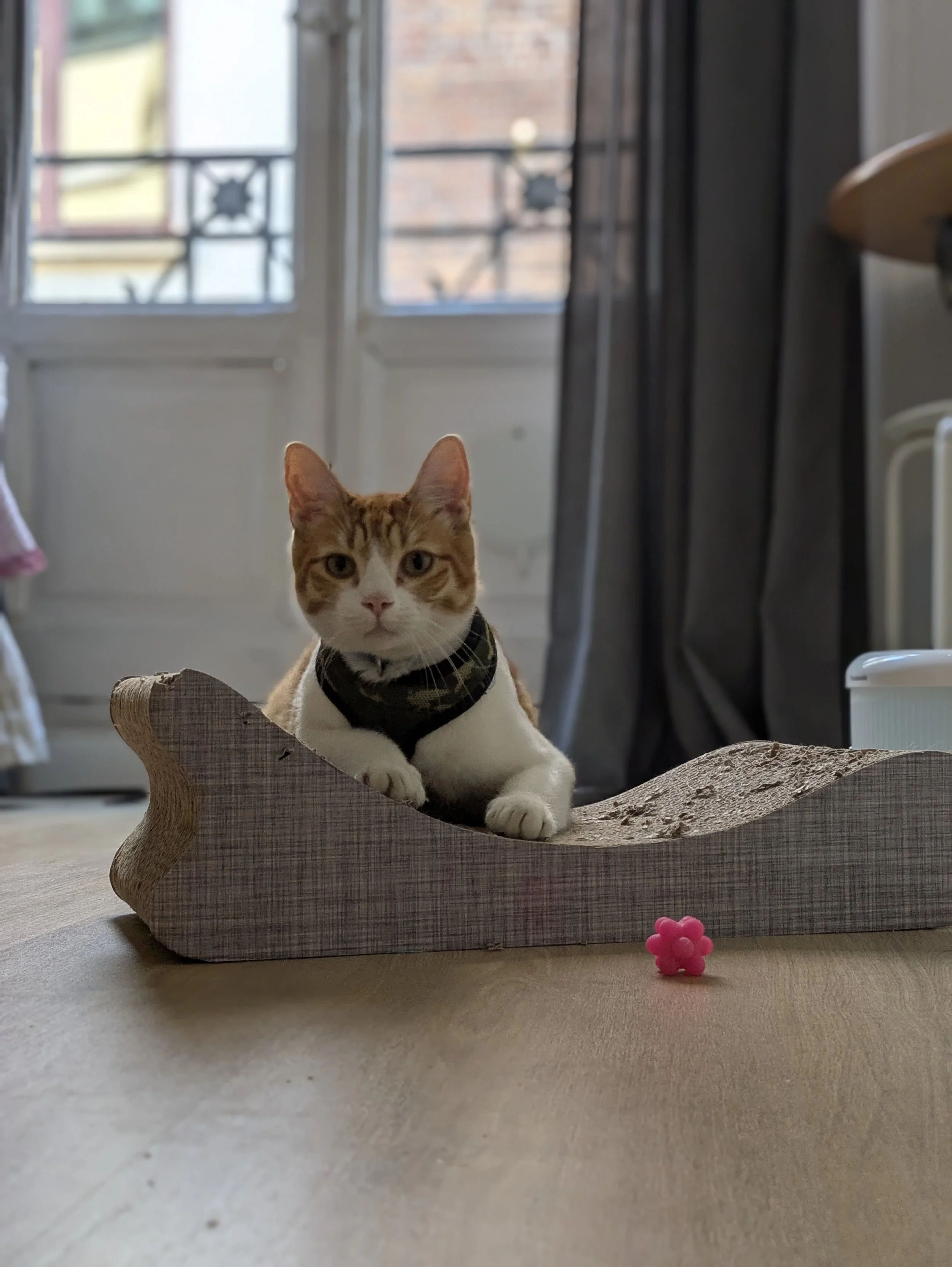 Gato pardo y blanco sobre un carrito de cartón en el interior de una casa, con una pelota rosa cerca y ventanas al fondo.
