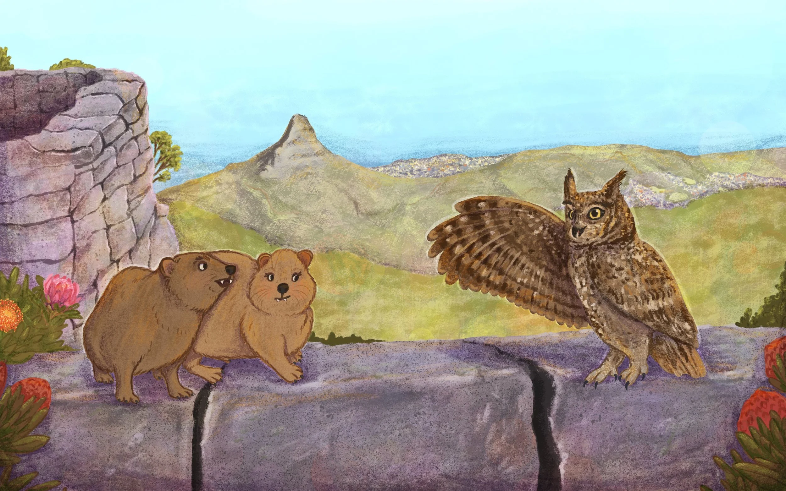 Illustration of South African Cape Owl is talking to the Dassie aka rock hyrax twins. They are standing on a wall on top of Table Mountain, with a view of Lions Head mountain and surrounded by South African Protea flowers.