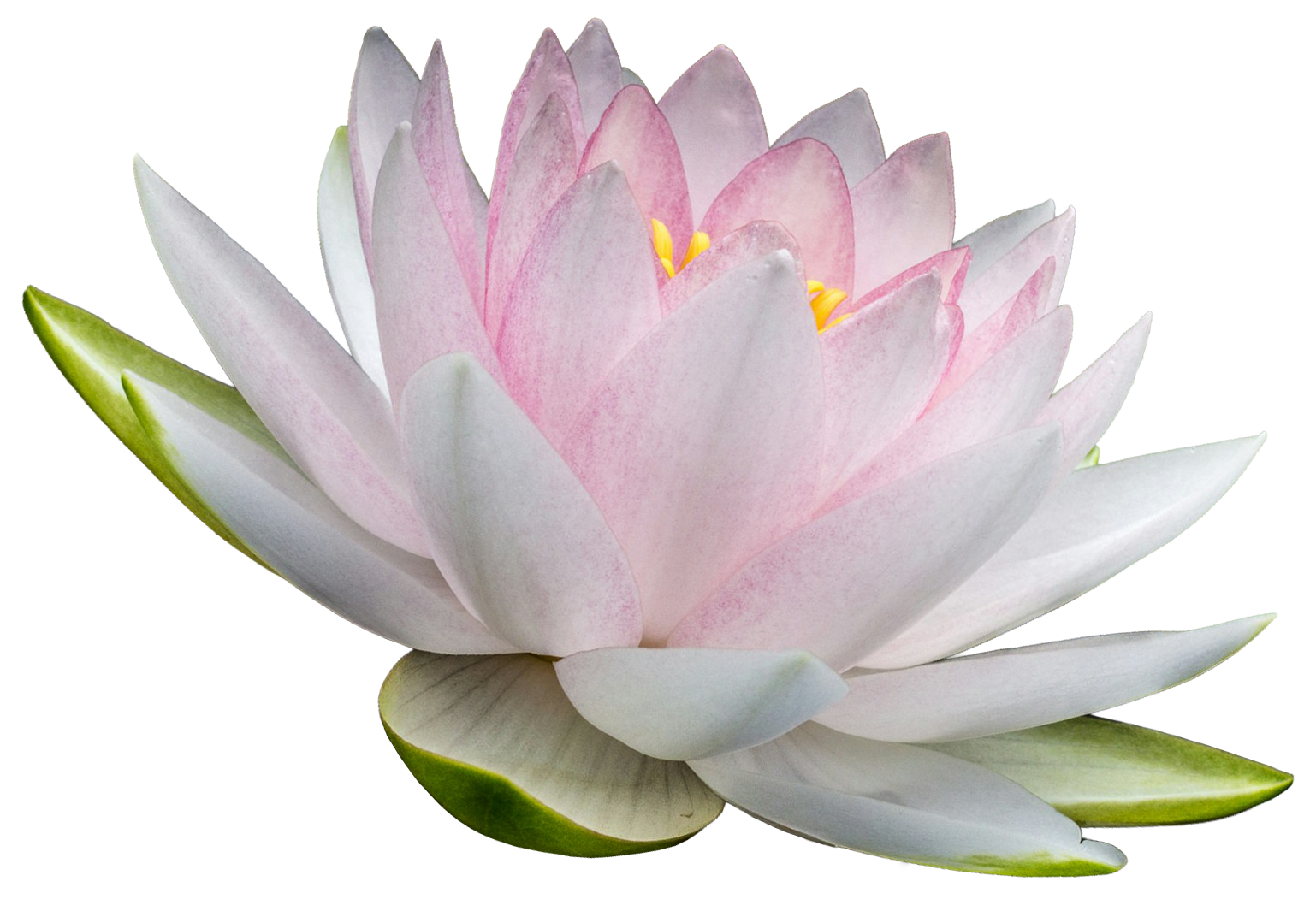 Light pink floating lotus flower