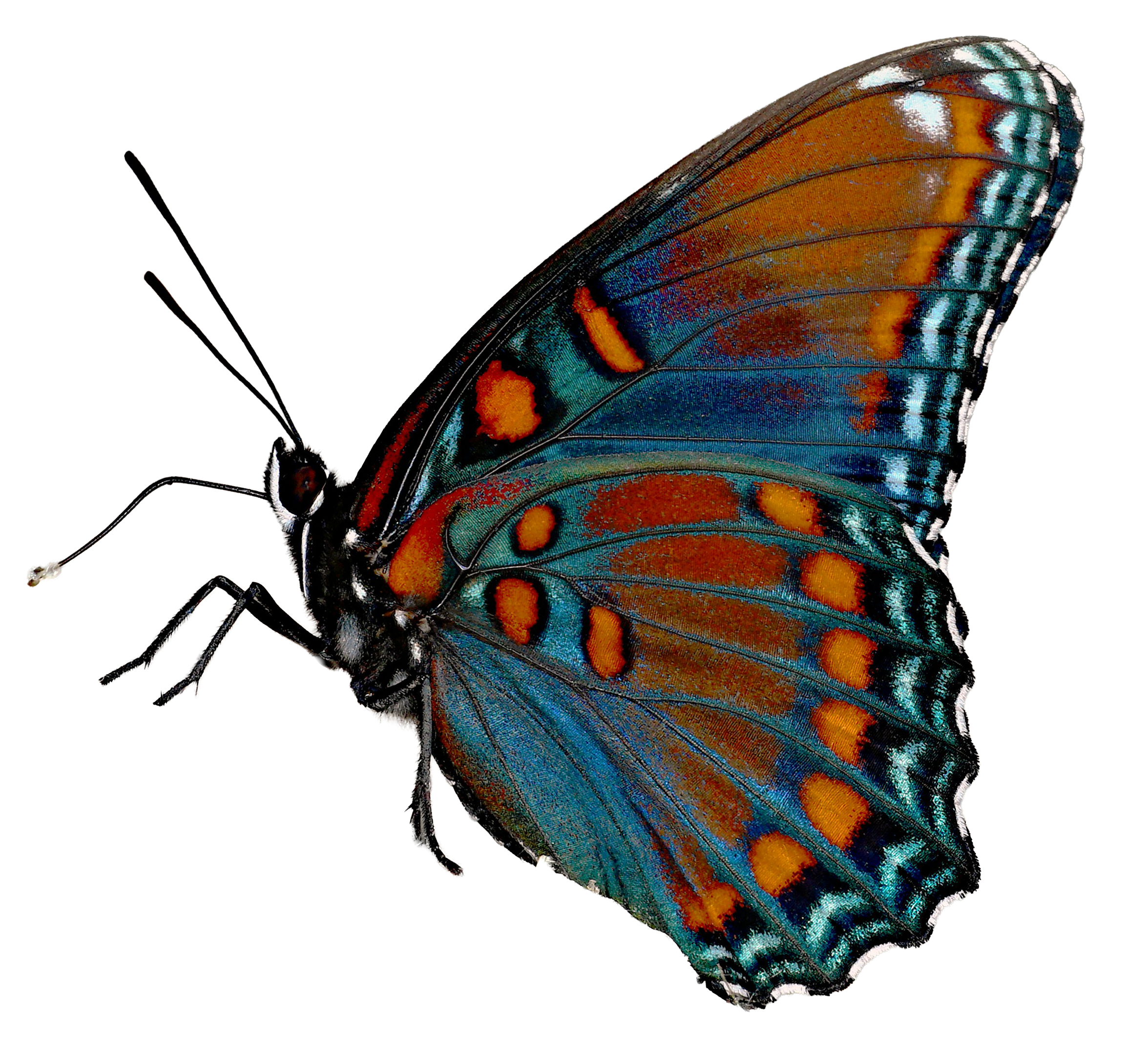 Floating multicolored butterfly at a side angle view