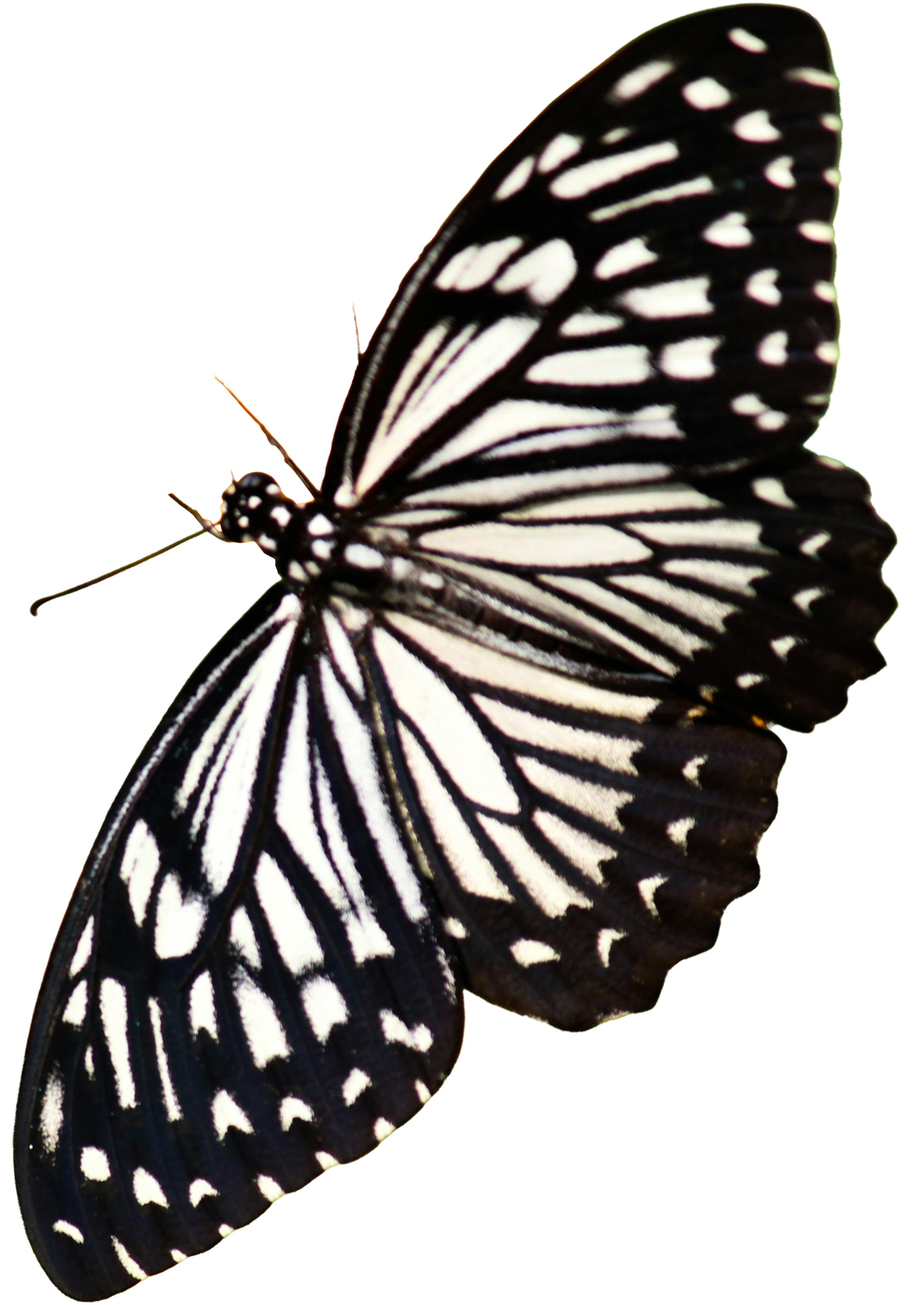 Floating white butterfly with wings spread