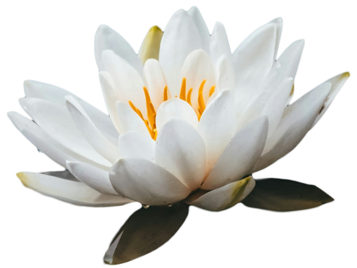 White floating lotus flower