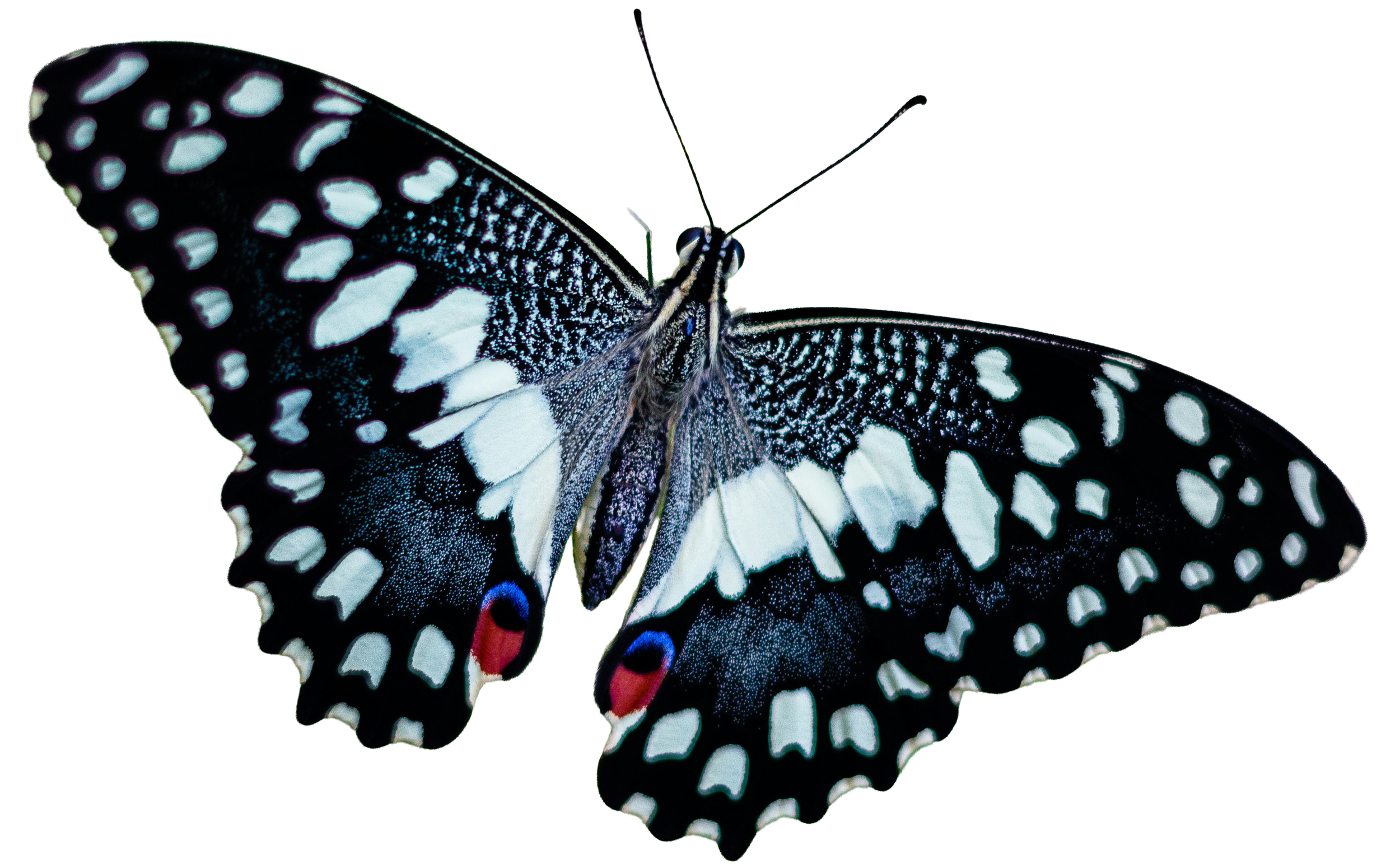Multicolored floating butterfly with spread wings