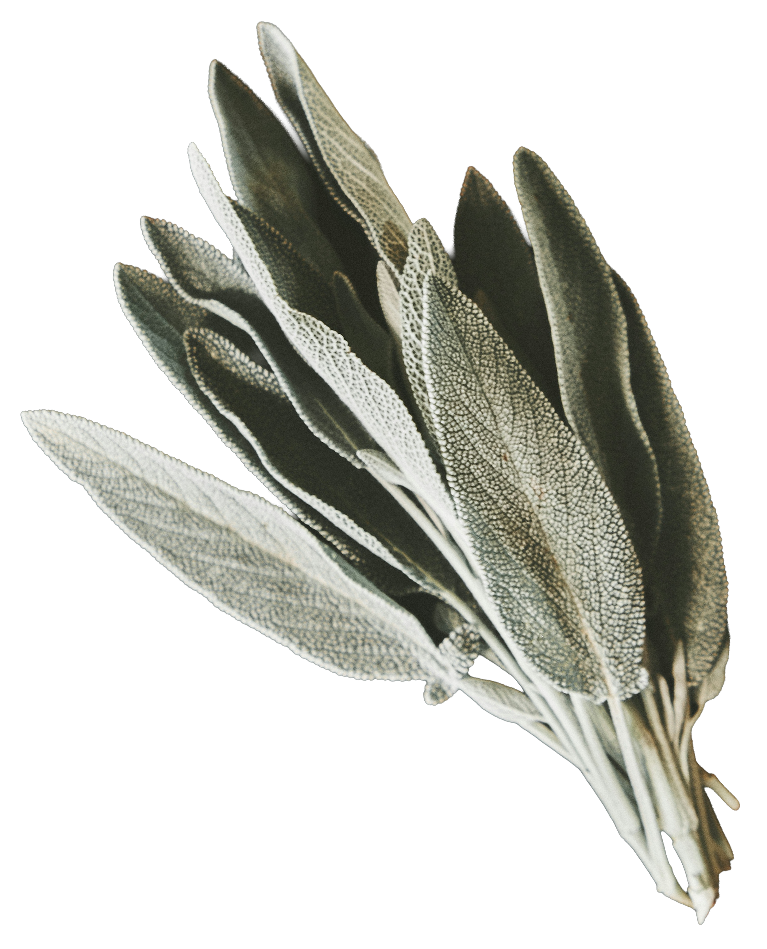 Floating bundle of fresh sage leaves