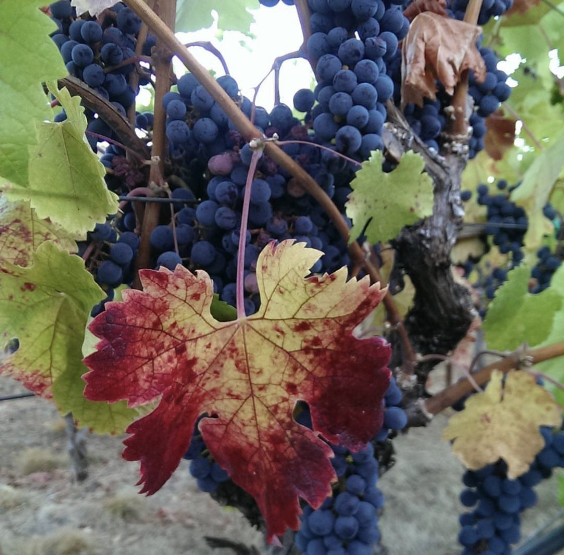 grapes with leaf slagle.jpg