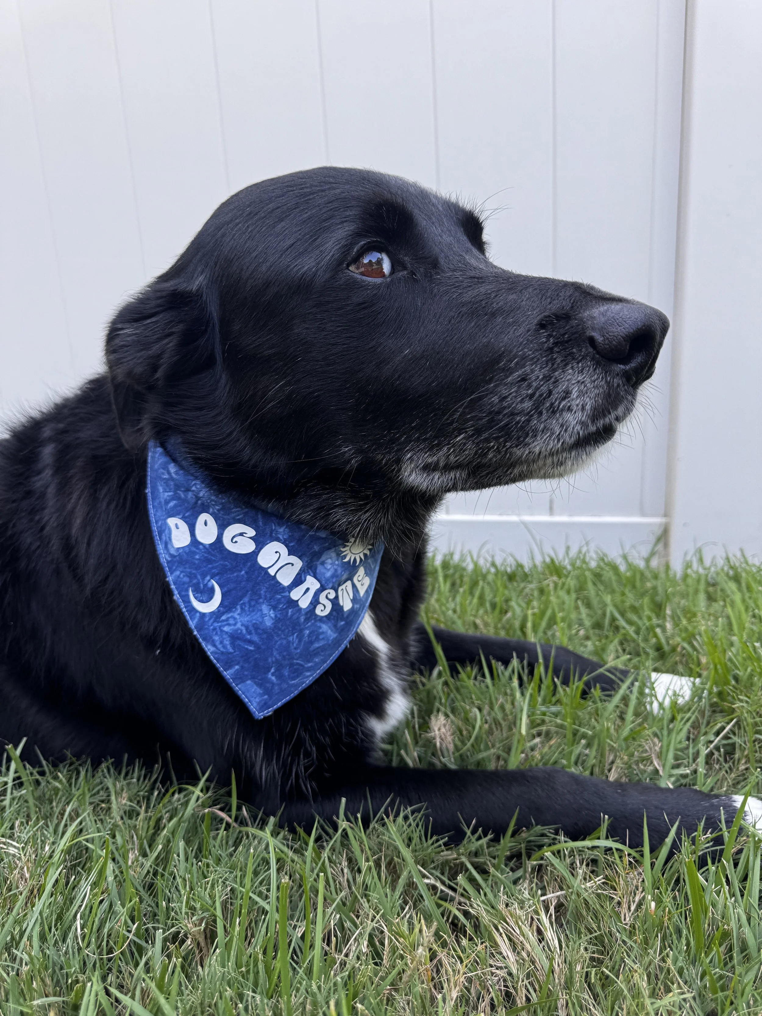 dog bandanas.jpg