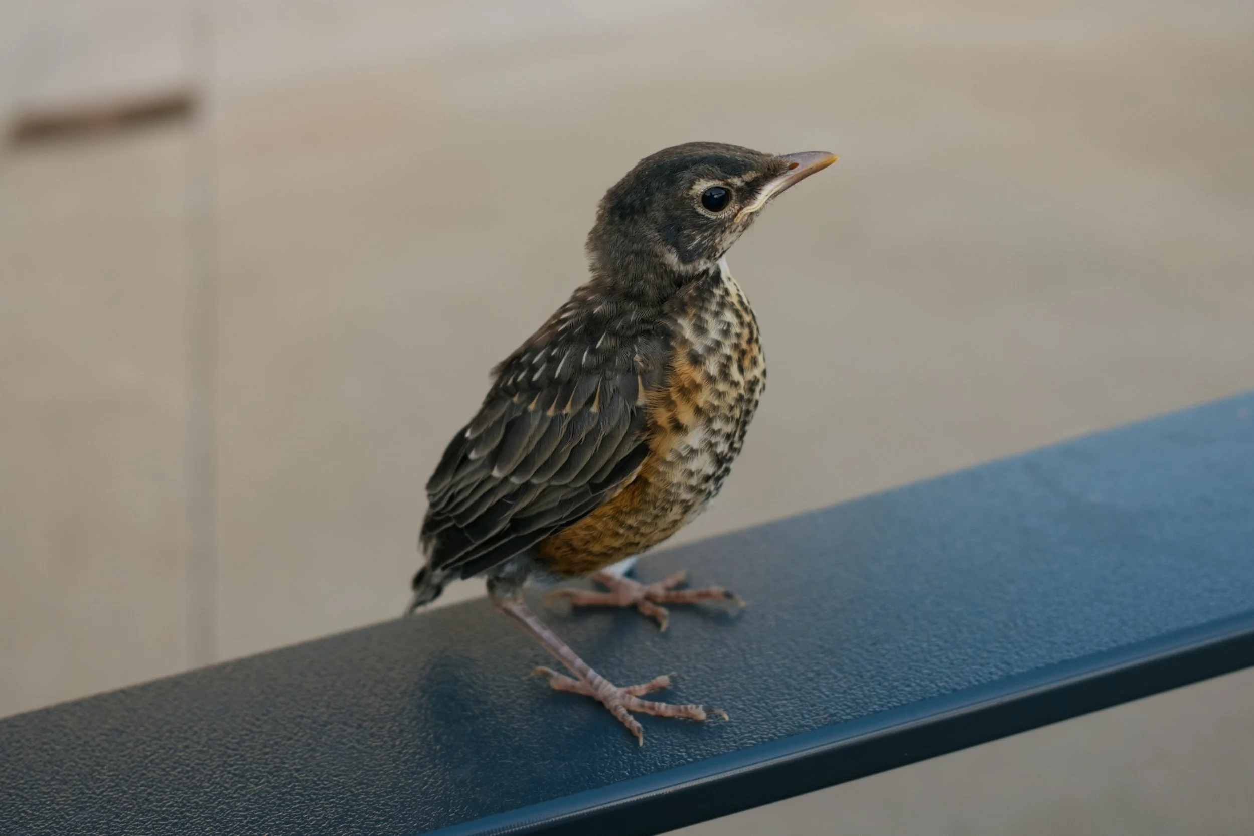 DSCF9230.jpg