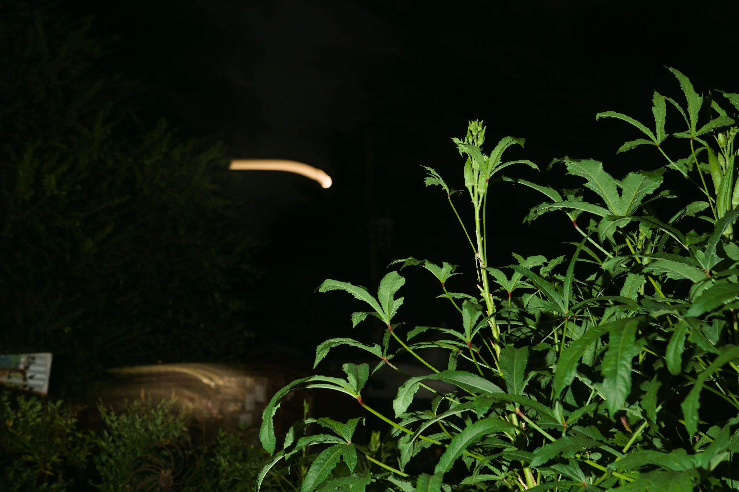 DSC07970.jpg