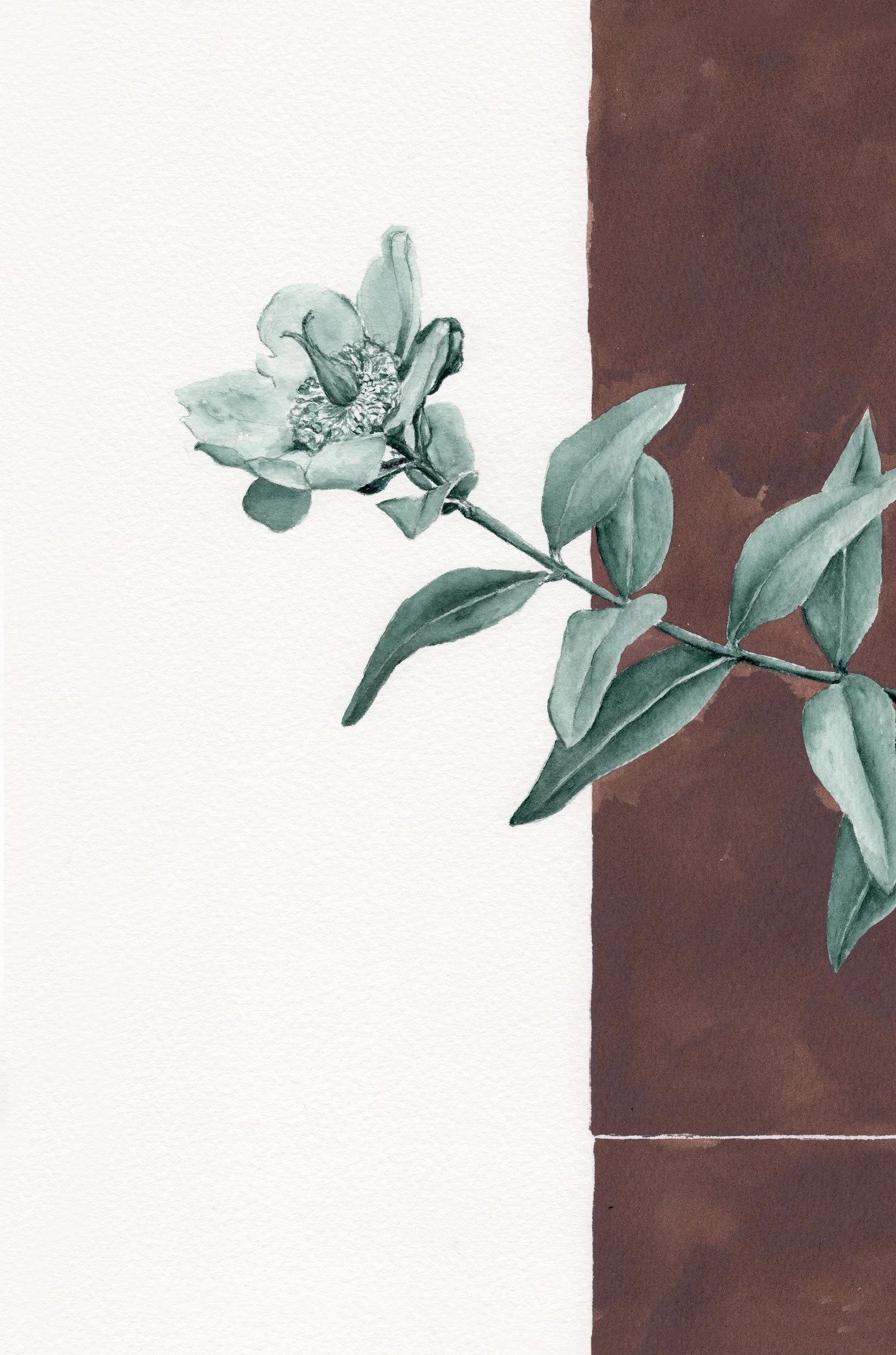 Hypericum-'Hidcote'-001-detail-1.jpg