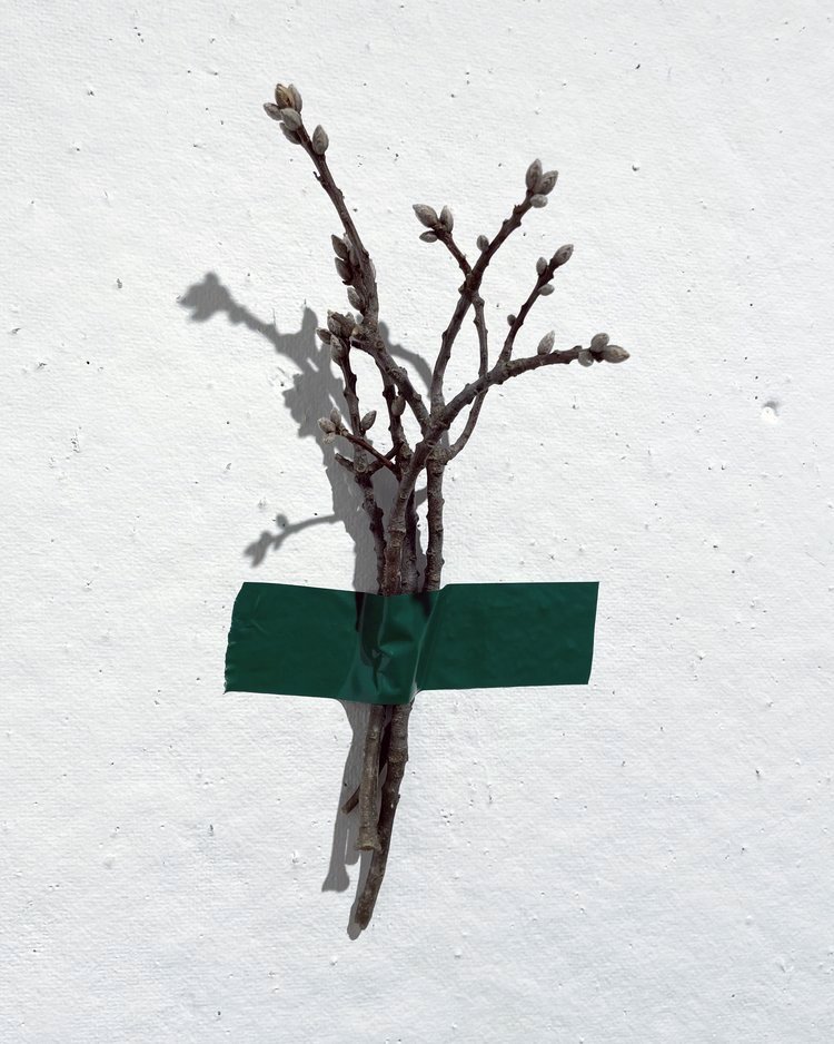 Branch Drawing.jpg