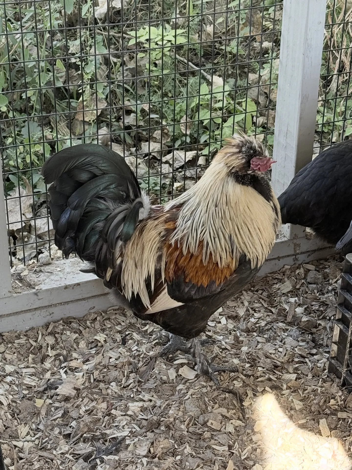 Little known fact, Daycroft has chickens! However, we have a few too many roosters in the hen house; four to be exact. If you&rsquo;re looking for a beautiful rooster, please reach out to us. Feel free to send a DM. 🐓