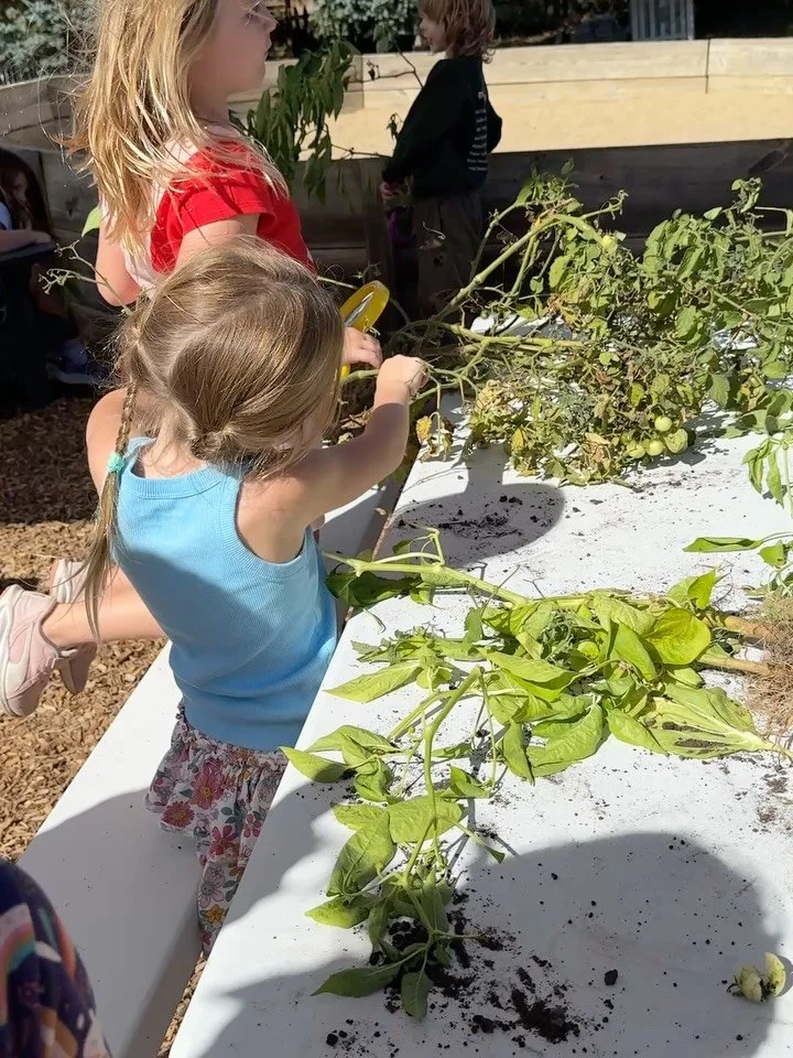 🍅After a season full of planting, caring, and harvesting, our Lower Elementary students are now tending to the final step&mdash;cleaning out the garden beds. 🌱🍂 
These hands-on lessons teach responsibility, care for the earth, and the joy of compl