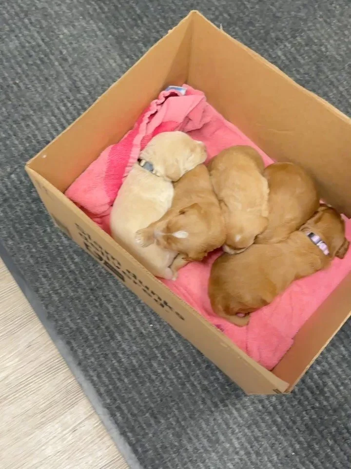 Nothing says love better than a box full of puppies 🐶🐶💗💗