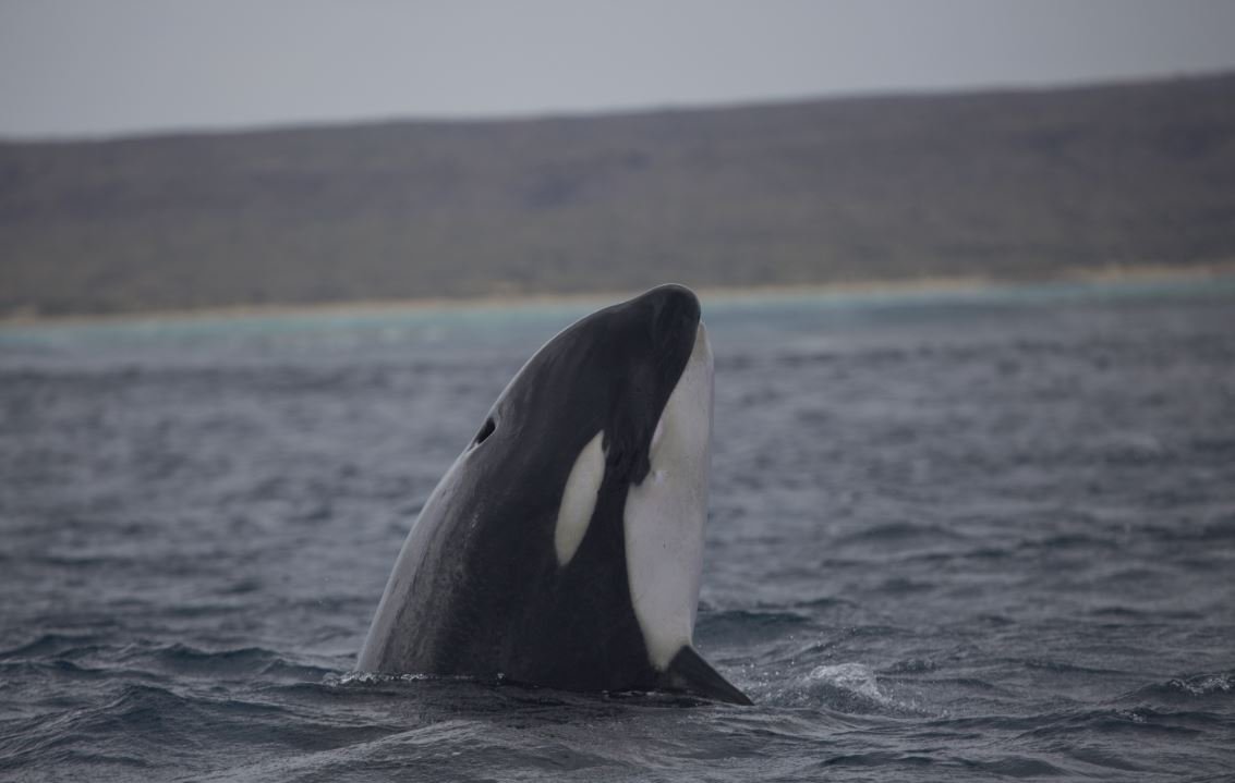 Orca-nising: Researchers find killer whales congregate in three key Australian locations