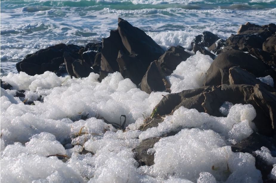 Toxic algal bloom threatens South Australian marine life and coastlines