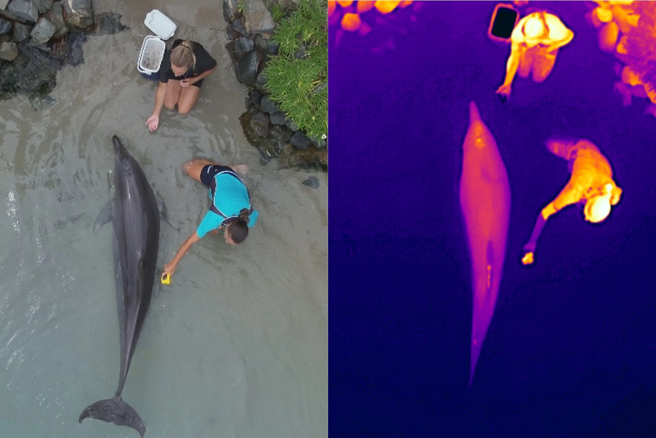 Eyes in the sky: Drones offer non-invasive way to monitor dolphin health