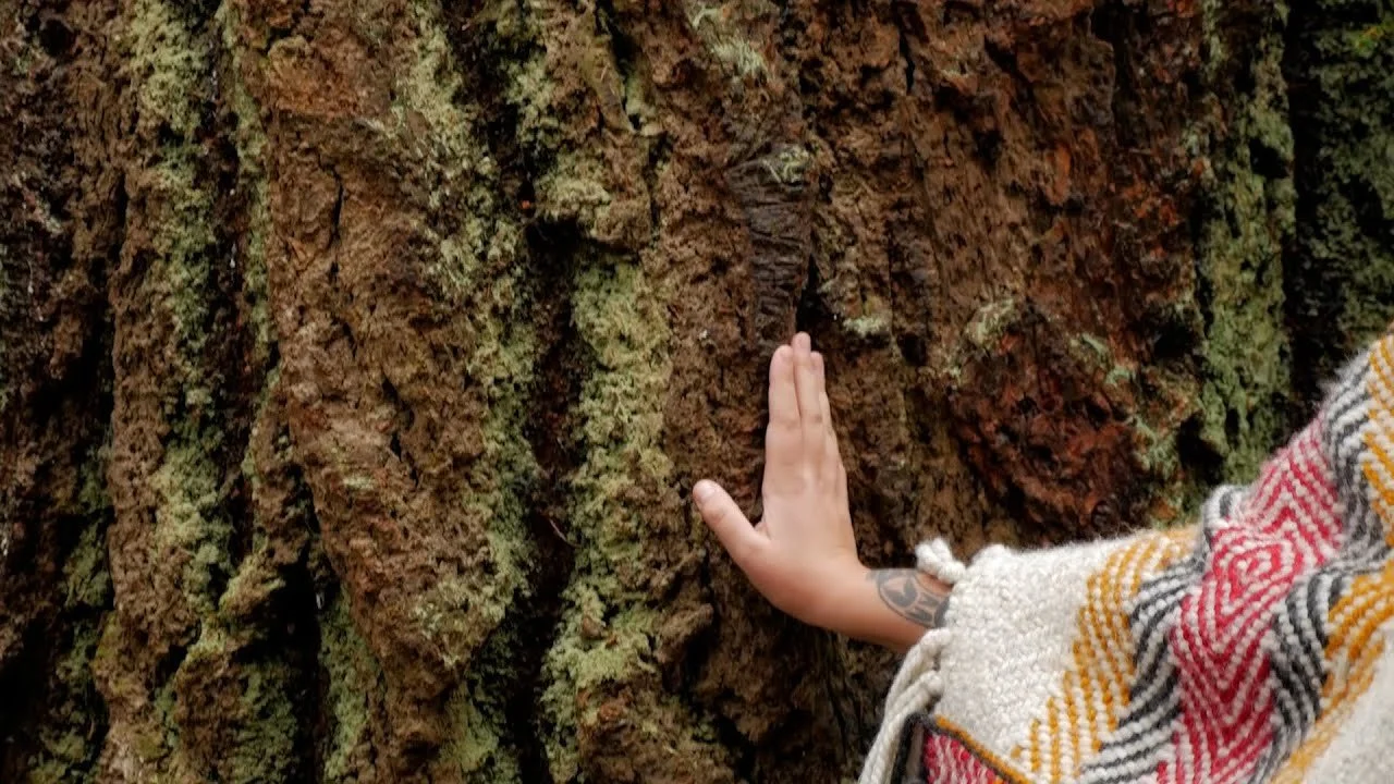 The Earth and our Relationship with Thought through the Indigenous Way ...