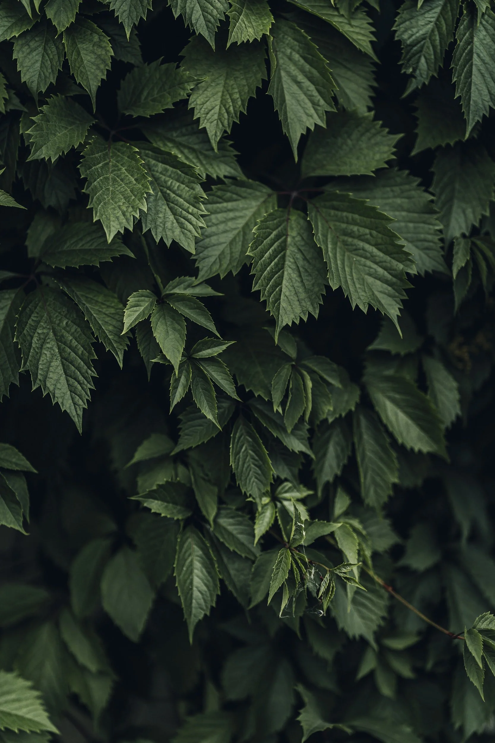 Close-up of lush green leaves with jagged edges and pointed tips.