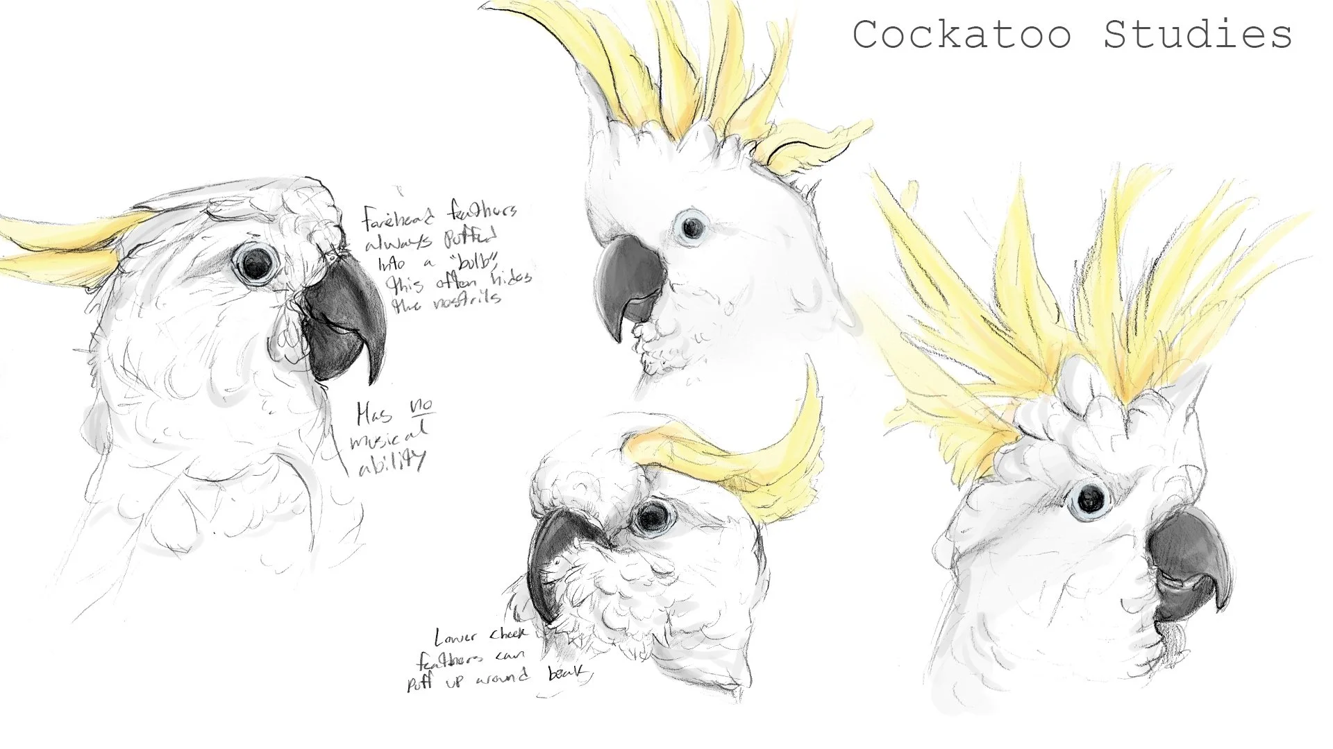 ebothwel_Animal_Study_Presentation10.jpg
