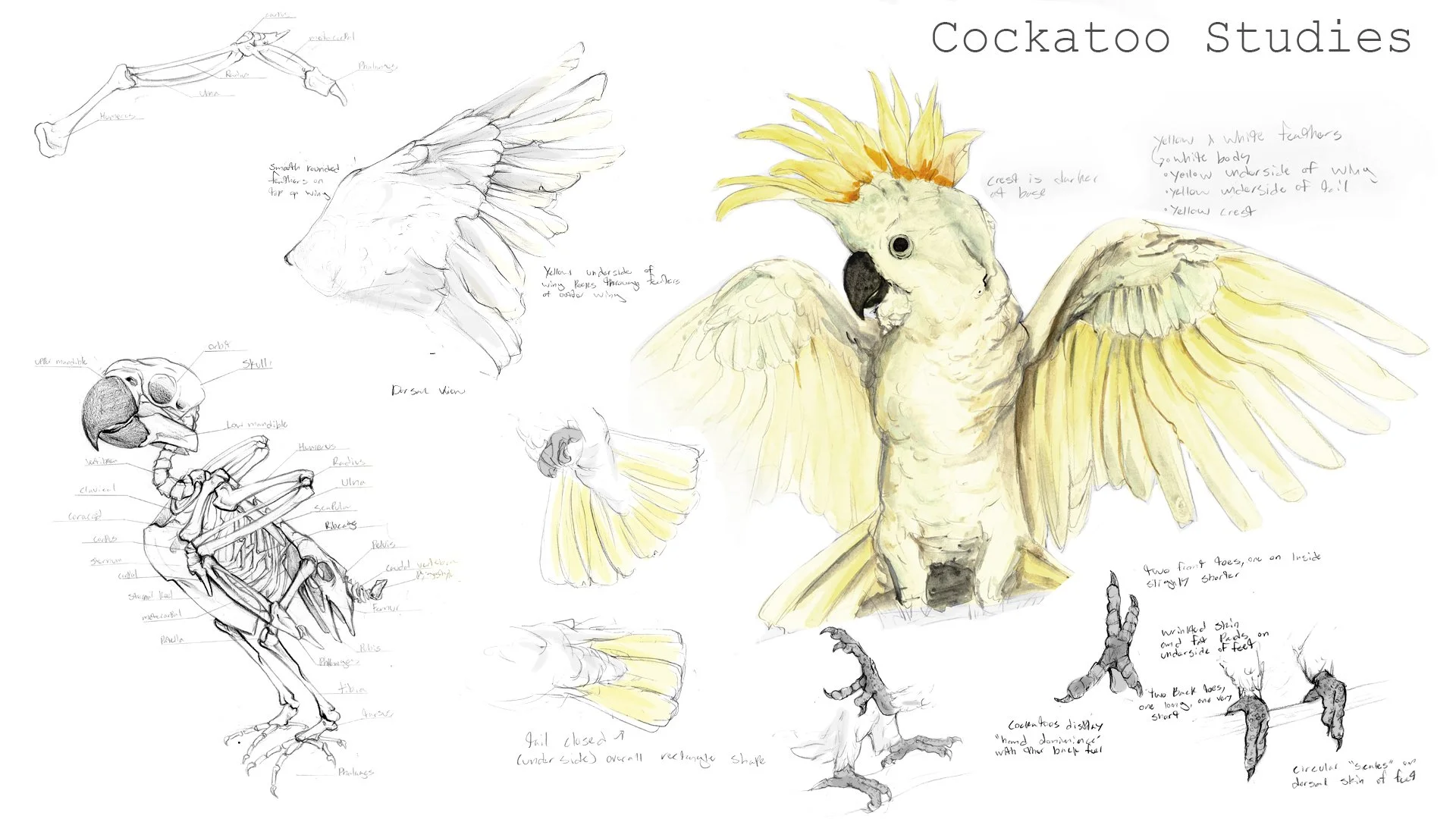 ebothwel_Animal_Study_Presentation9.jpg