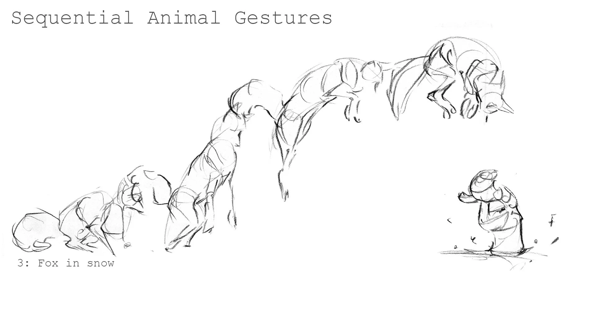 ebothwel_Animal_Study_Presentation3.jpg