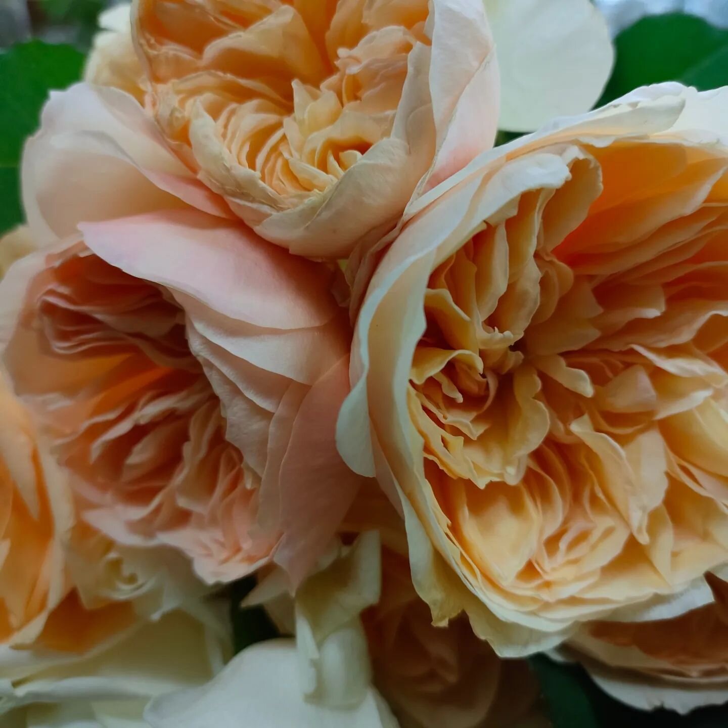 Beautiful David Austin roses for a Saturday 💕
#thevillageflorist #napierflorist 
#freshseasonalblooms #dailydelivery #interfloraflorist
