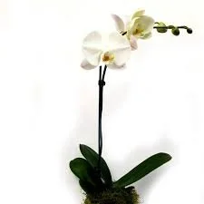 White Phalaenopis Orchid plant in ceramic pot