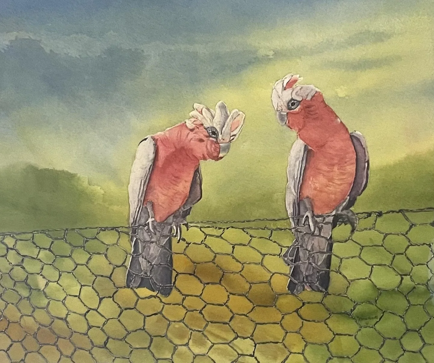 Galahs Chatting $300