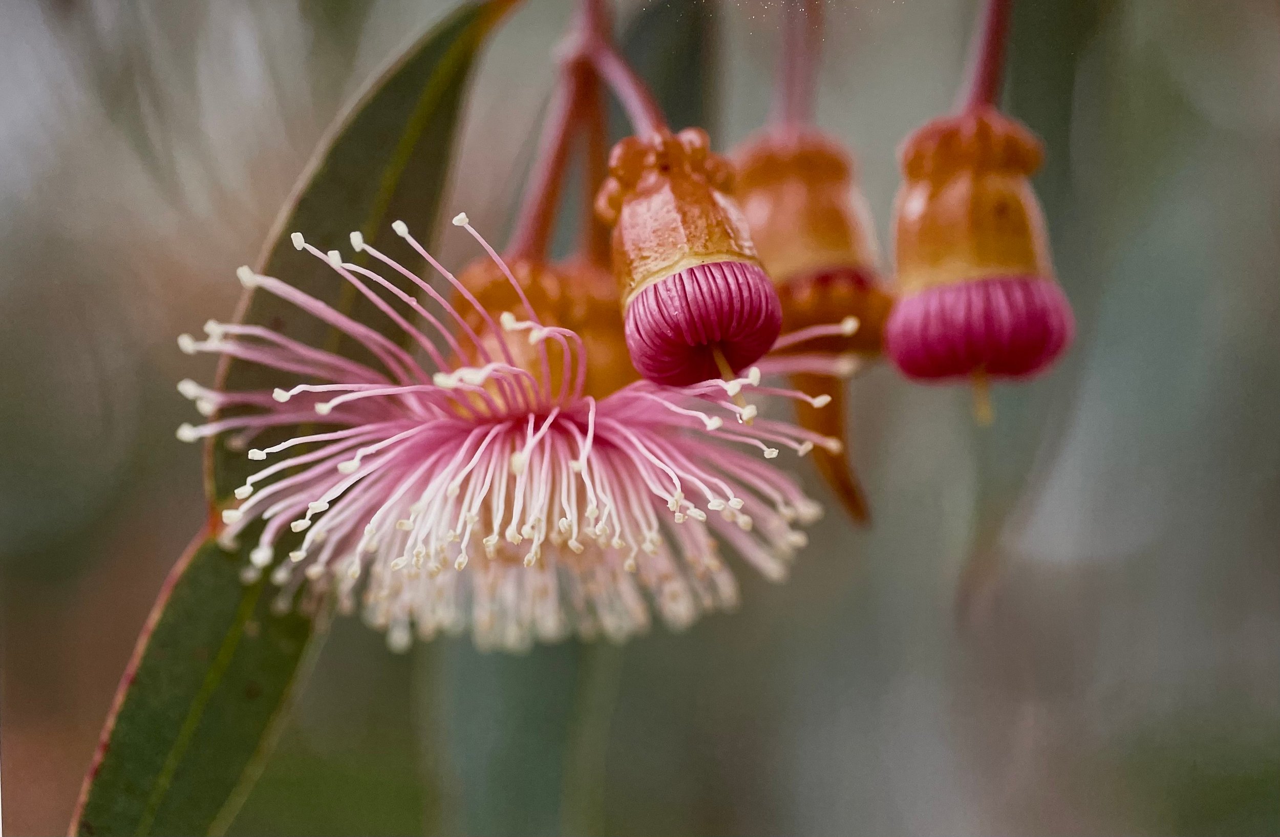 Laura Smith, Eucalyptus Torquata (Coral Gum), $135