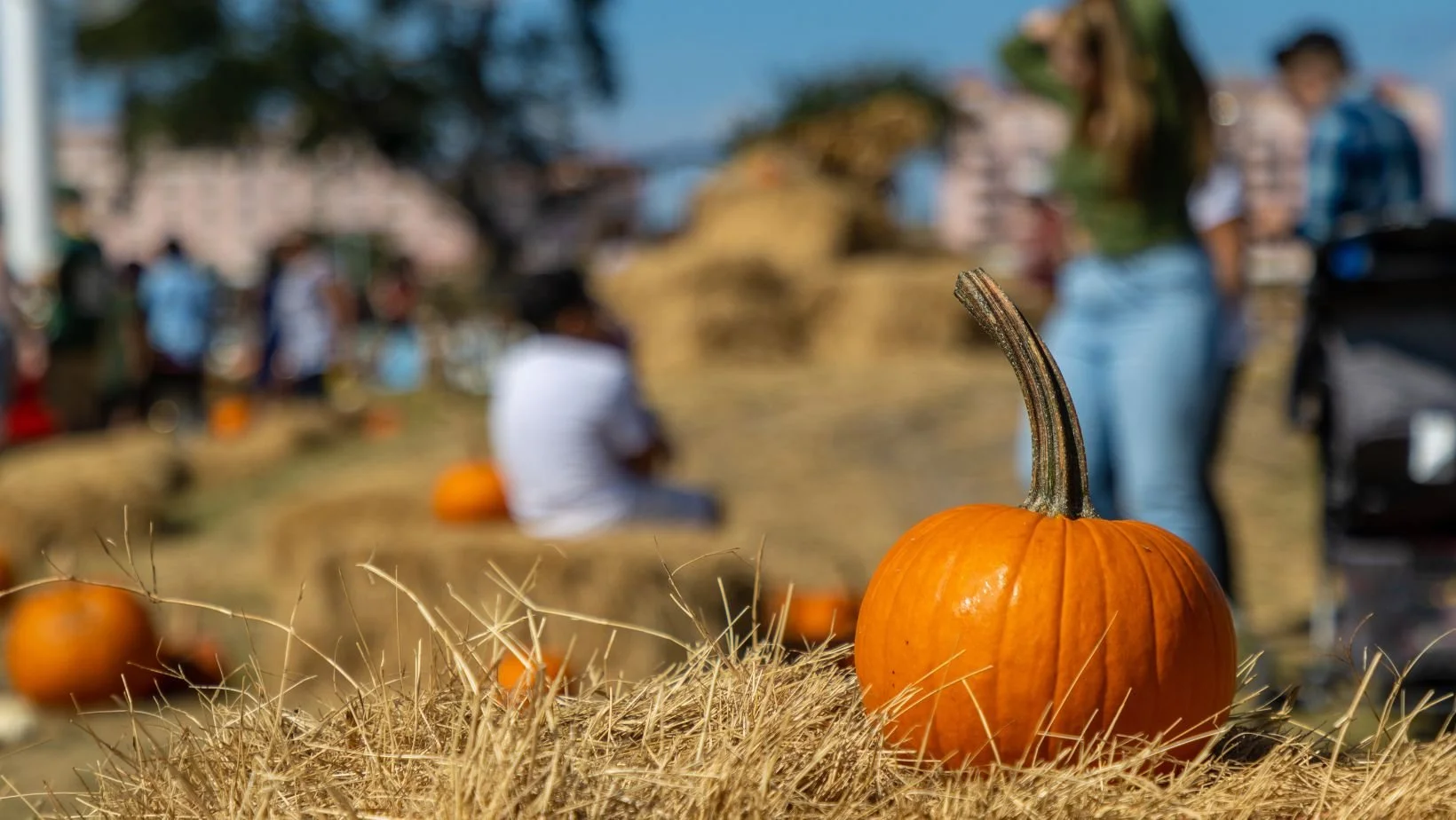 Your Guide to Fall’s Best Weekend in the Pioneer Valley